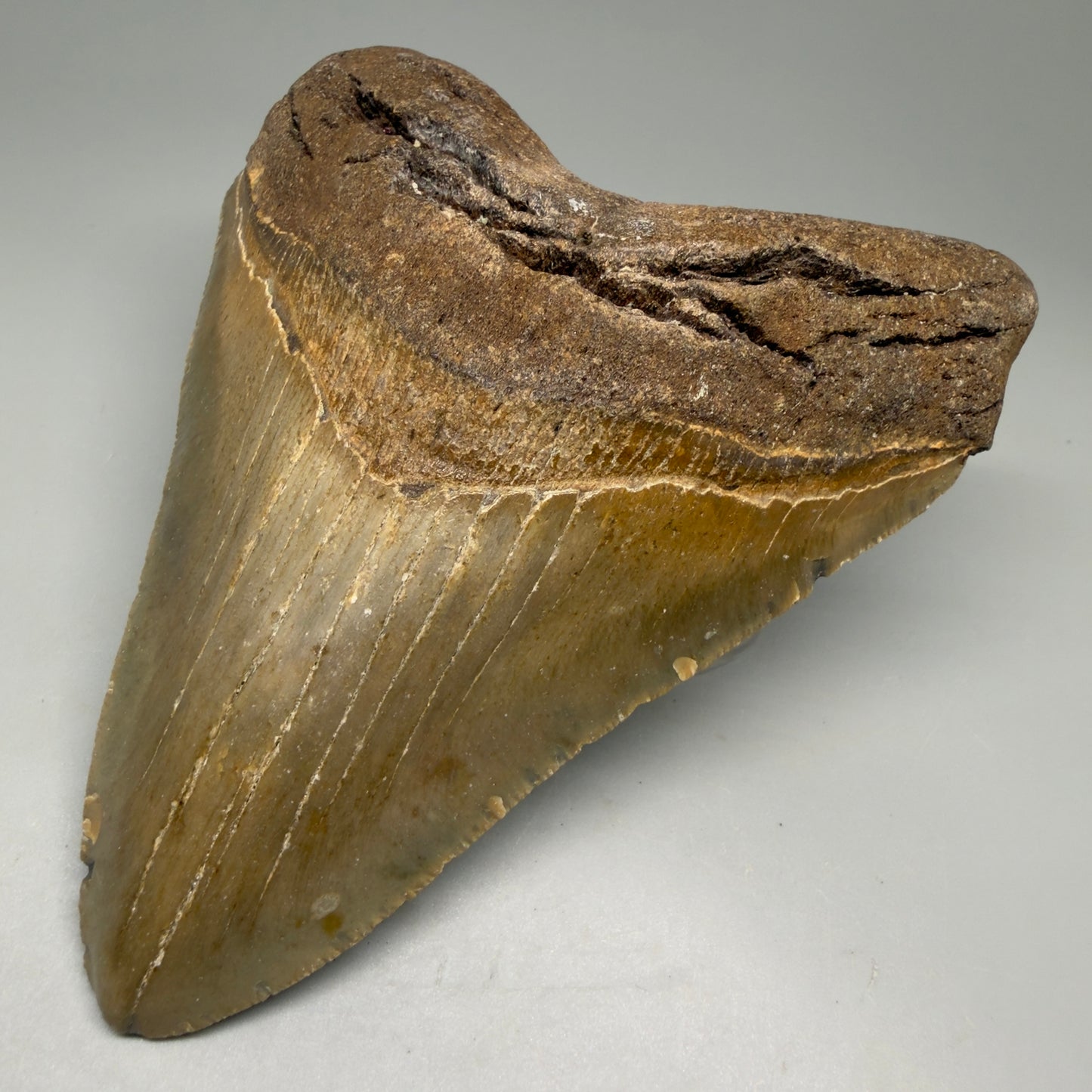 Front Right View Colorful, heart-shaped 5.35" Authentic Megalodon Tooth – North Carolina Fossil | Carcharocles megalodon CM6144