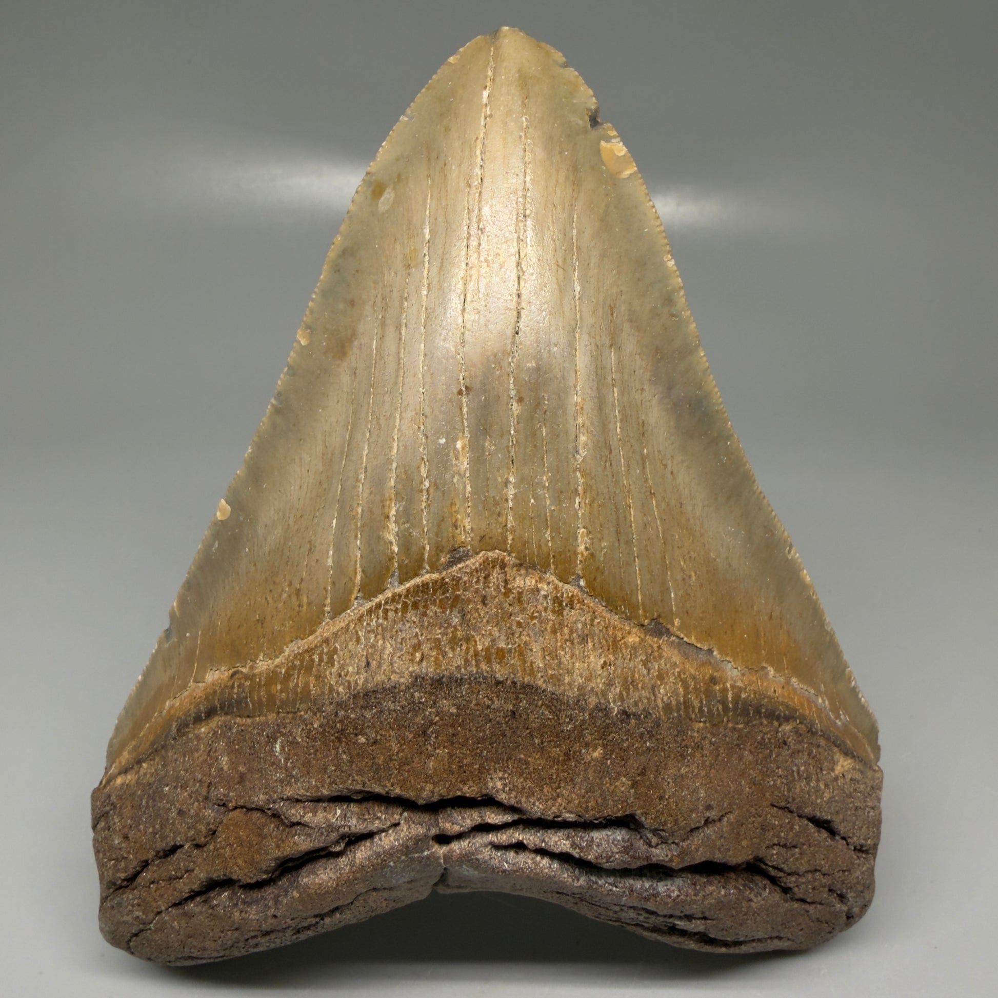 Front View Colorful, heart-shaped 5.35" Authentic Megalodon Tooth – North Carolina Fossil | Carcharocles megalodon CM6144 - 1