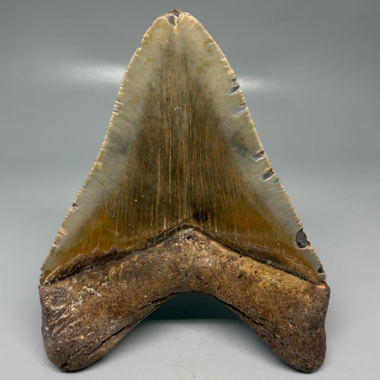 Back View Colorful, heart-shaped 5.35" Authentic Megalodon Tooth – North Carolina Fossil | Carcharocles megalodon CM6144
