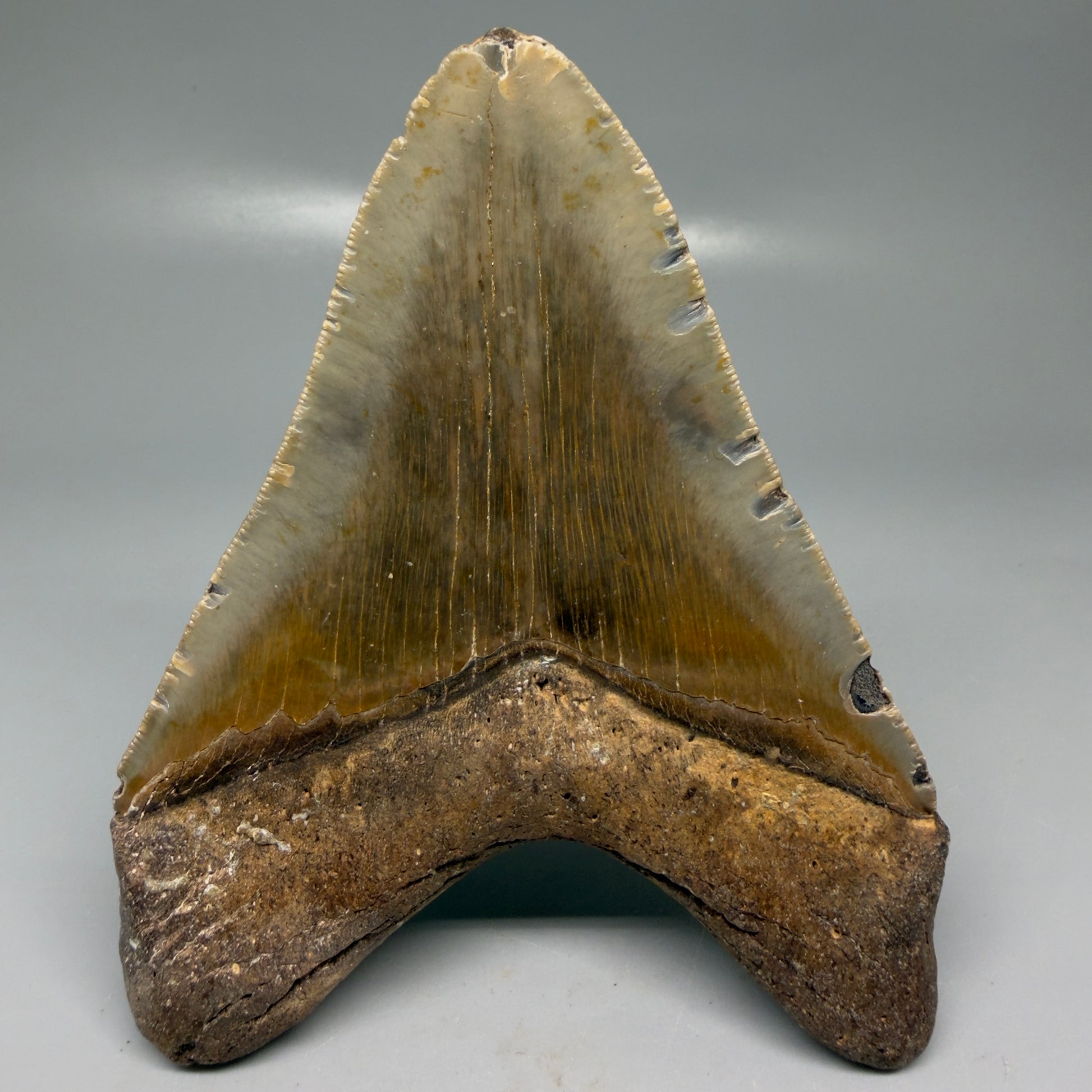 Back View Colorful, heart-shaped 5.35" Authentic Megalodon Tooth – North Carolina Fossil | Carcharocles megalodon CM6144