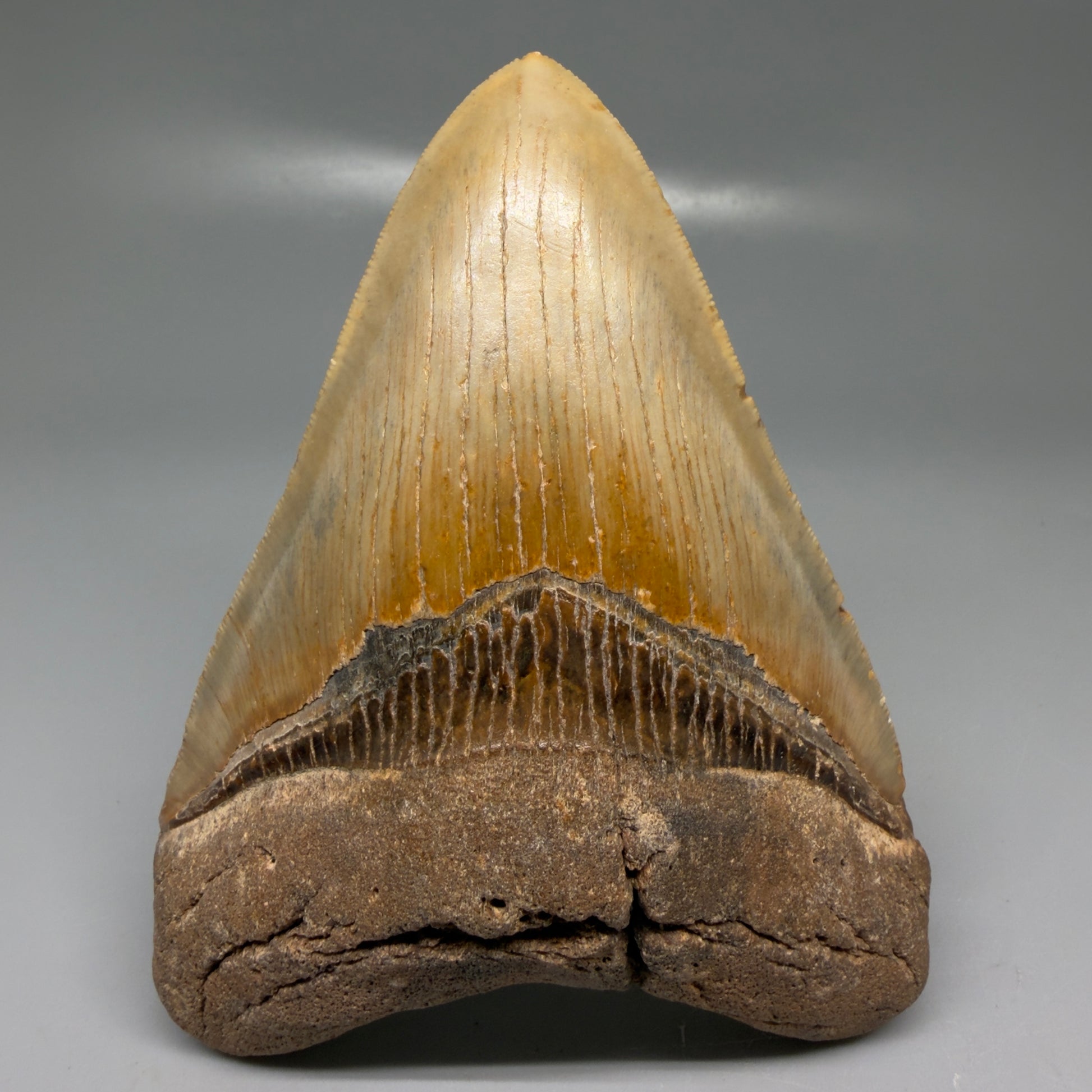 Front View Colorful, heart-shaped 5.03" Authentic Megalodon Tooth – North Carolina Fossil | Carcharocles megalodon CM6142 - 1