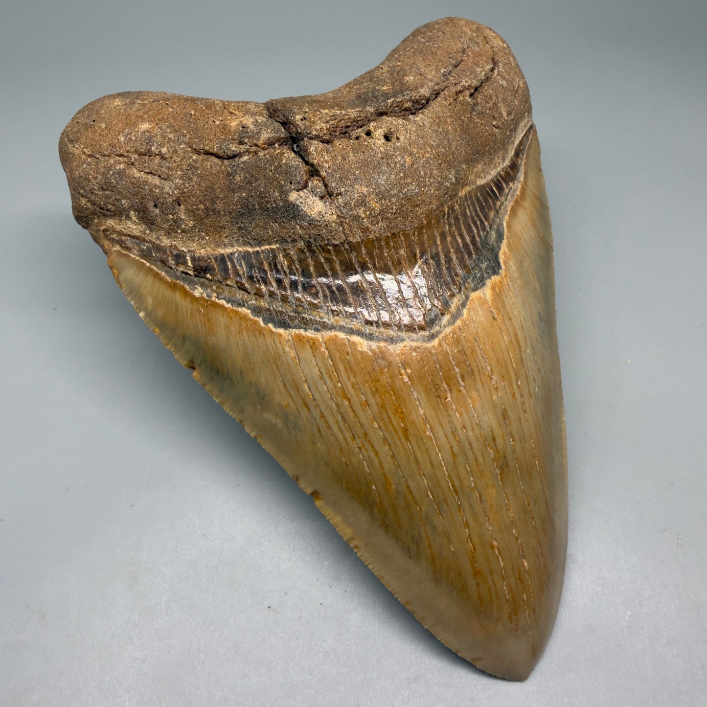 Front Left View Colorful, heart-shaped 5.03" Authentic Megalodon Tooth – North Carolina Fossil | Carcharocles megalodon CM6142