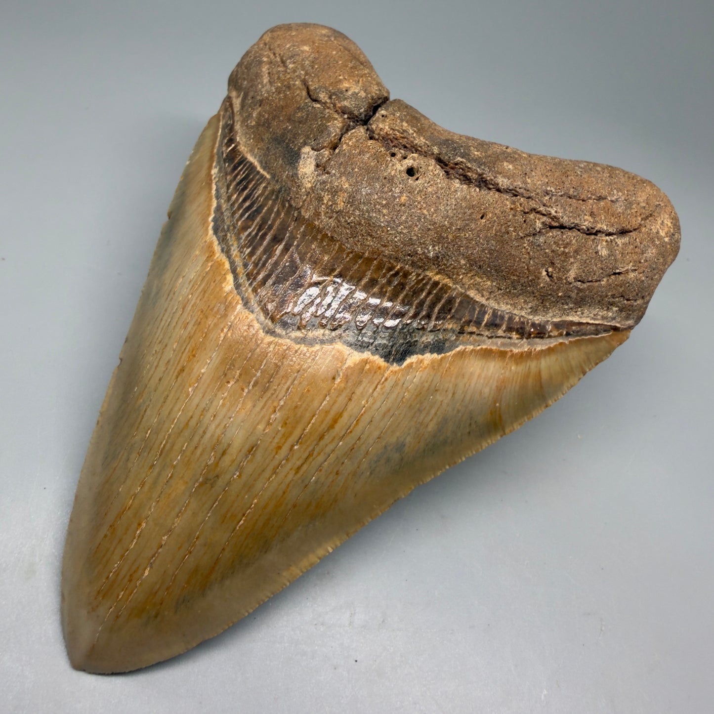 Front Right View Colorful, heart-shaped 5.03" Authentic Megalodon Tooth – North Carolina Fossil | Carcharocles megalodon CM6142