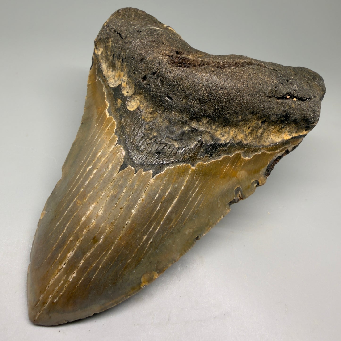 Front Right View Colorful 5.38" Authentic Megalodon Tooth – North Carolina Fossil | Carcharocles megalodon CM6141
