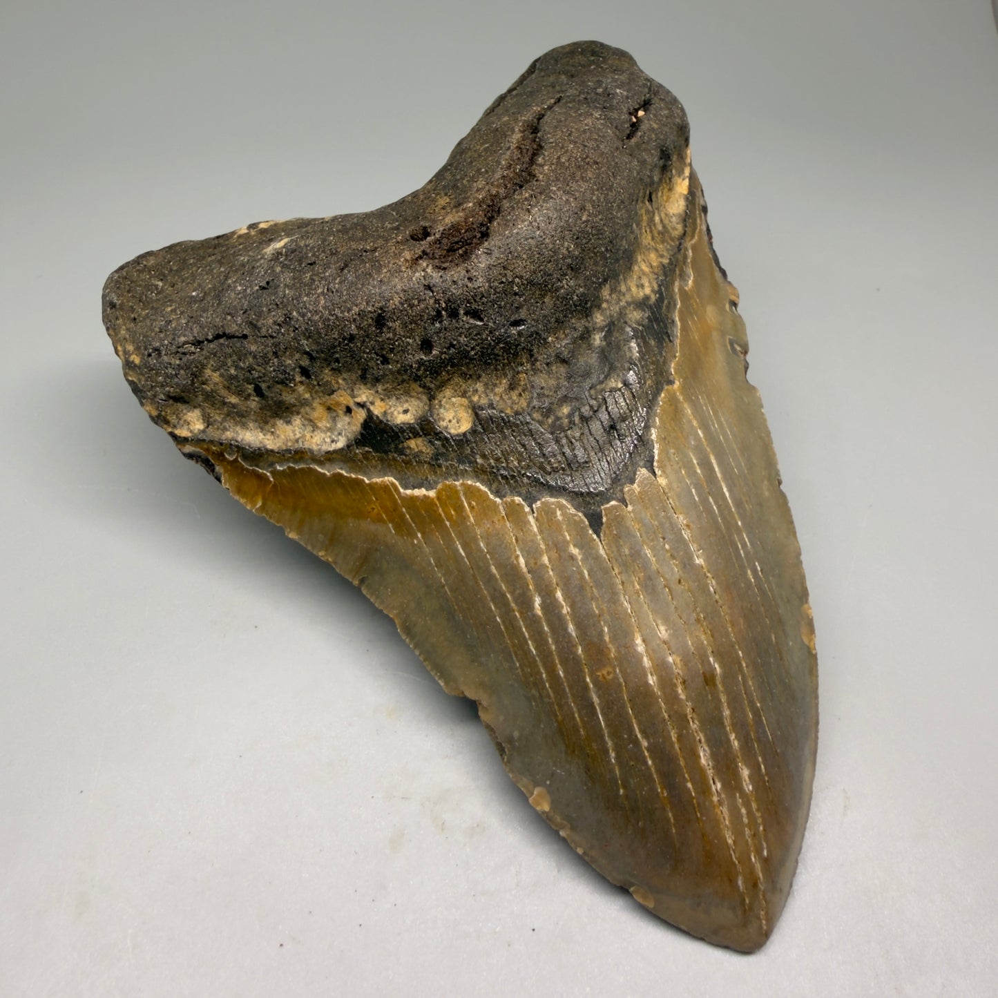 Front Left View Colorful 5.38" Authentic Megalodon Tooth – North Carolina Fossil | Carcharocles megalodon CM6141