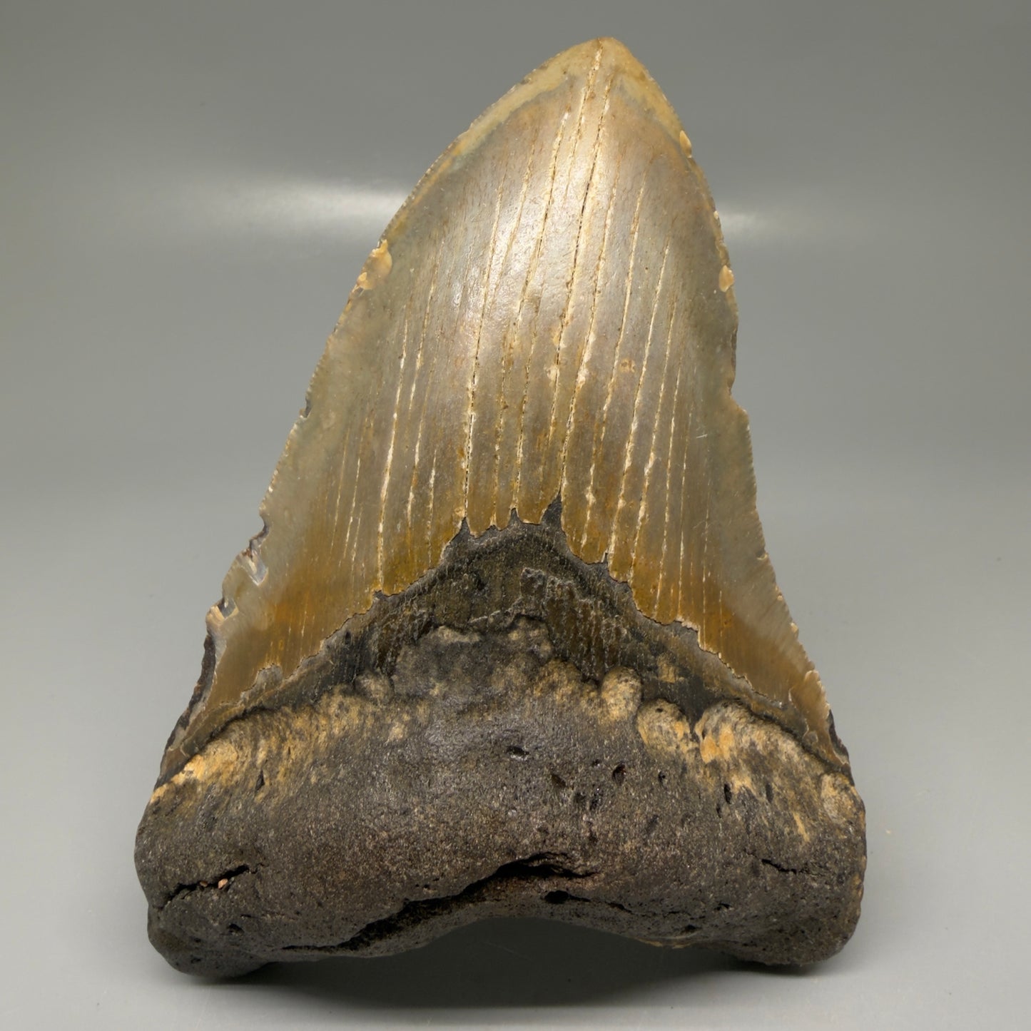 Front View Colorful 5.38" Authentic Megalodon Tooth – North Carolina Fossil | Carcharocles megalodon CM6141 - 1