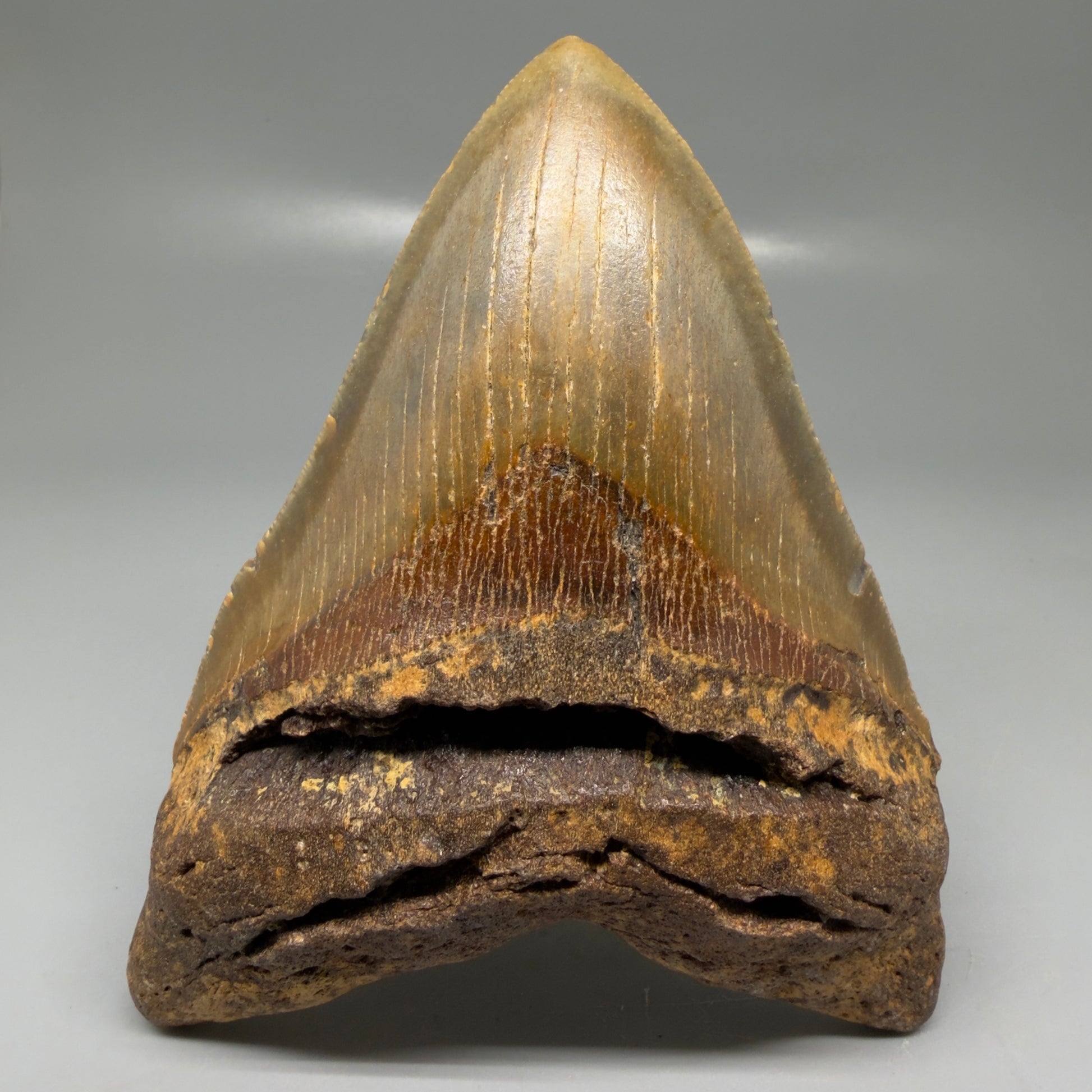 Front View Colorful 5.26" Authentic Megalodon Tooth – North Carolina Fossil | Carcharocles megalodon CM6143 - 1