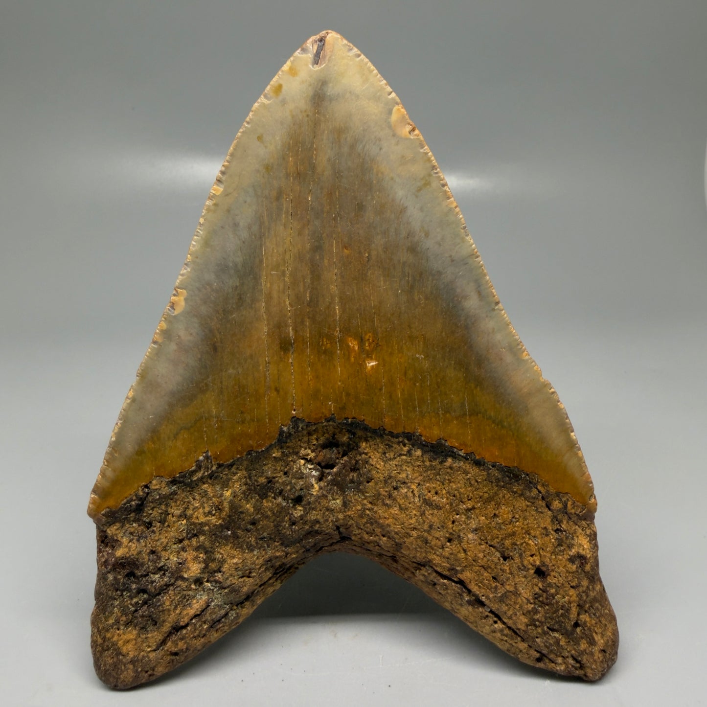 Back View Colorful 5.26" Authentic Megalodon Tooth – North Carolina Fossil | Carcharocles megalodon CM6143