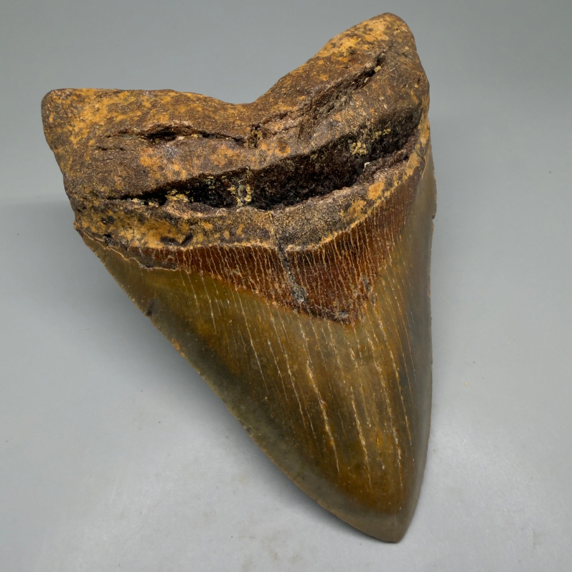 Front Left View Colorful 5.26" Authentic Megalodon Tooth – North Carolina Fossil | Carcharocles megalodon CM6143