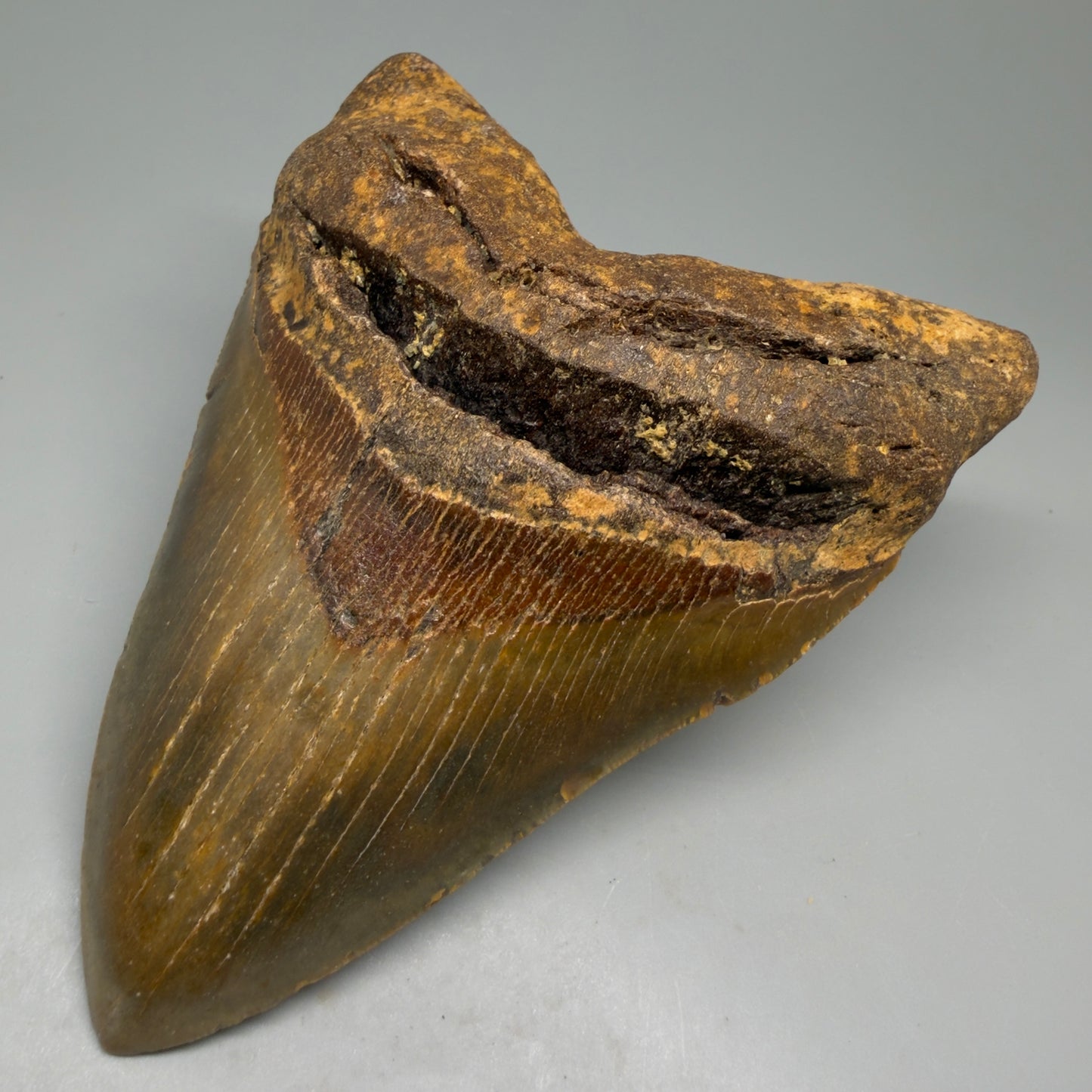 Front Right View Colorful 5.26" Authentic Megalodon Tooth – North Carolina Fossil | Carcharocles megalodon CM6143