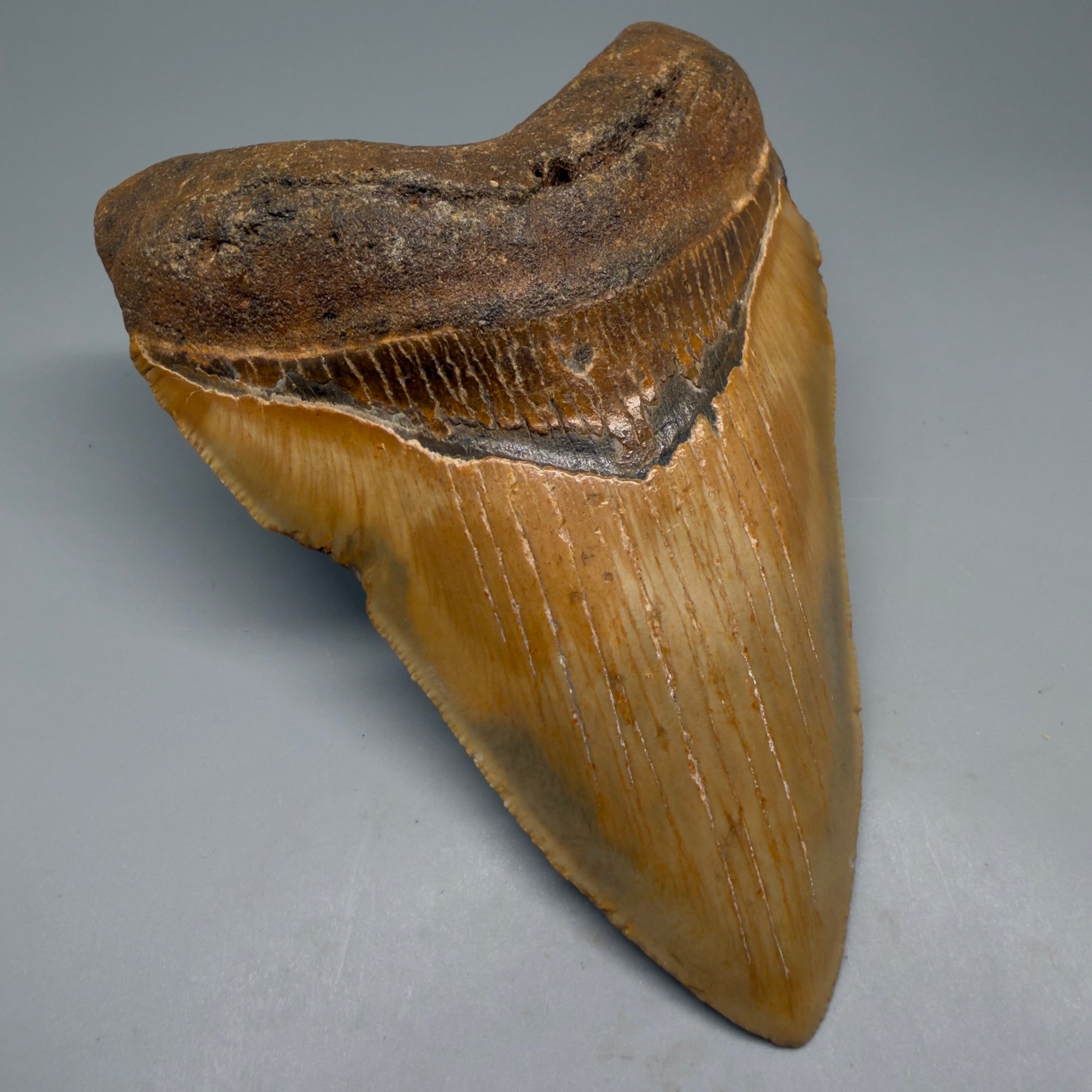 Front Left View Colorful, heart-shaped 5.50" Authentic Megalodon Tooth – North Carolina Fossil | Carcharocles megalodon CM6146