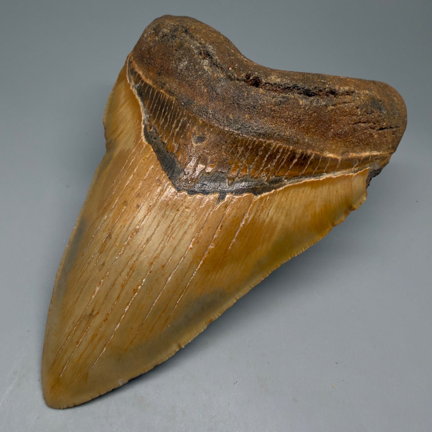 Front Right View Colorful, heart-shaped 5.50" Authentic Megalodon Tooth – North Carolina Fossil | Carcharocles megalodon CM6146