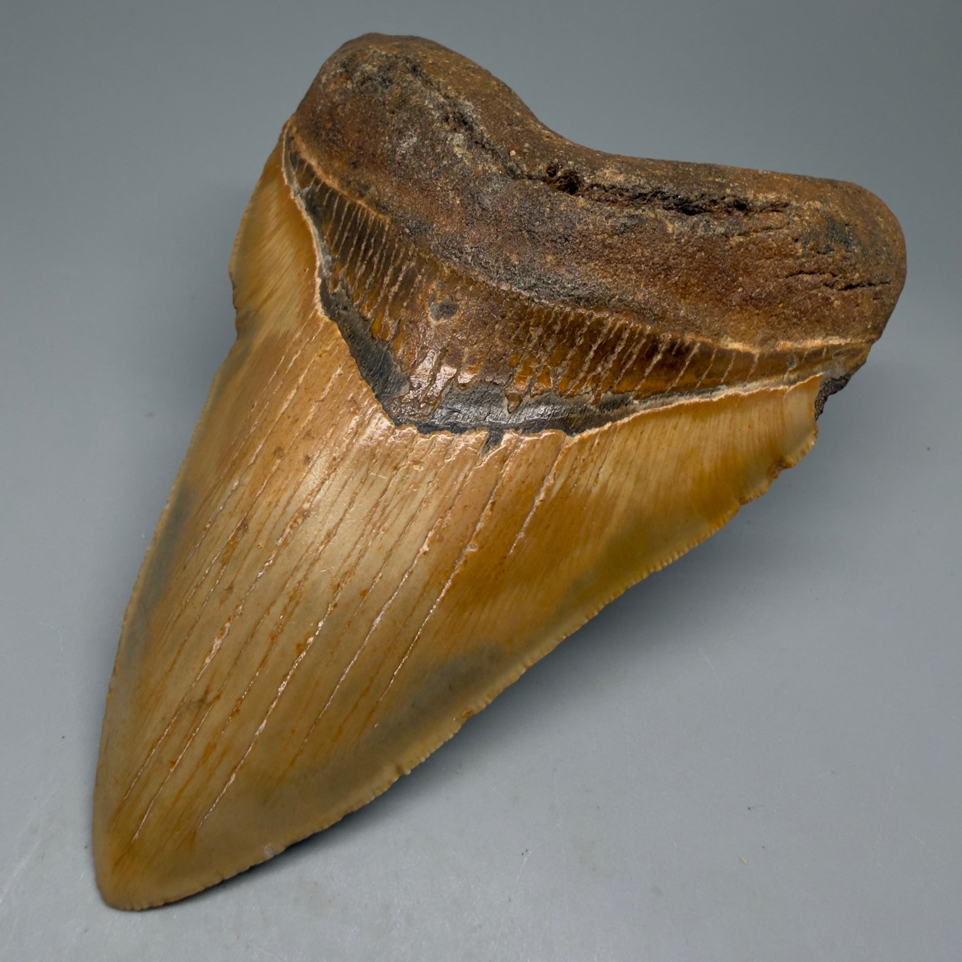 Front Right View Colorful, heart-shaped 5.50" Authentic Megalodon Tooth – North Carolina Fossil | Carcharocles megalodon CM6146