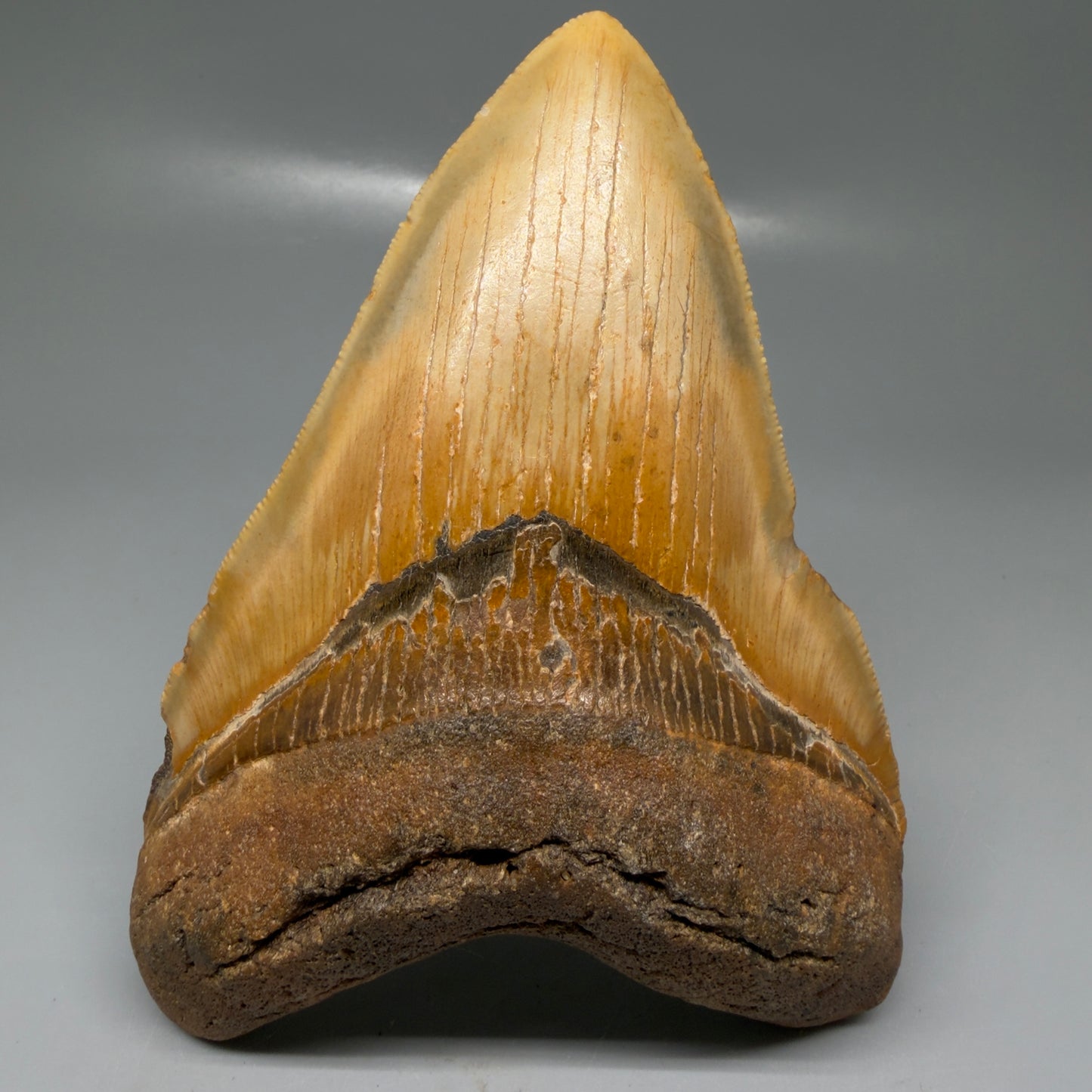 Front View Colorful, heart-shaped 5.50" Authentic Megalodon Tooth – North Carolina Fossil | Carcharocles megalodon CM6146 - 1