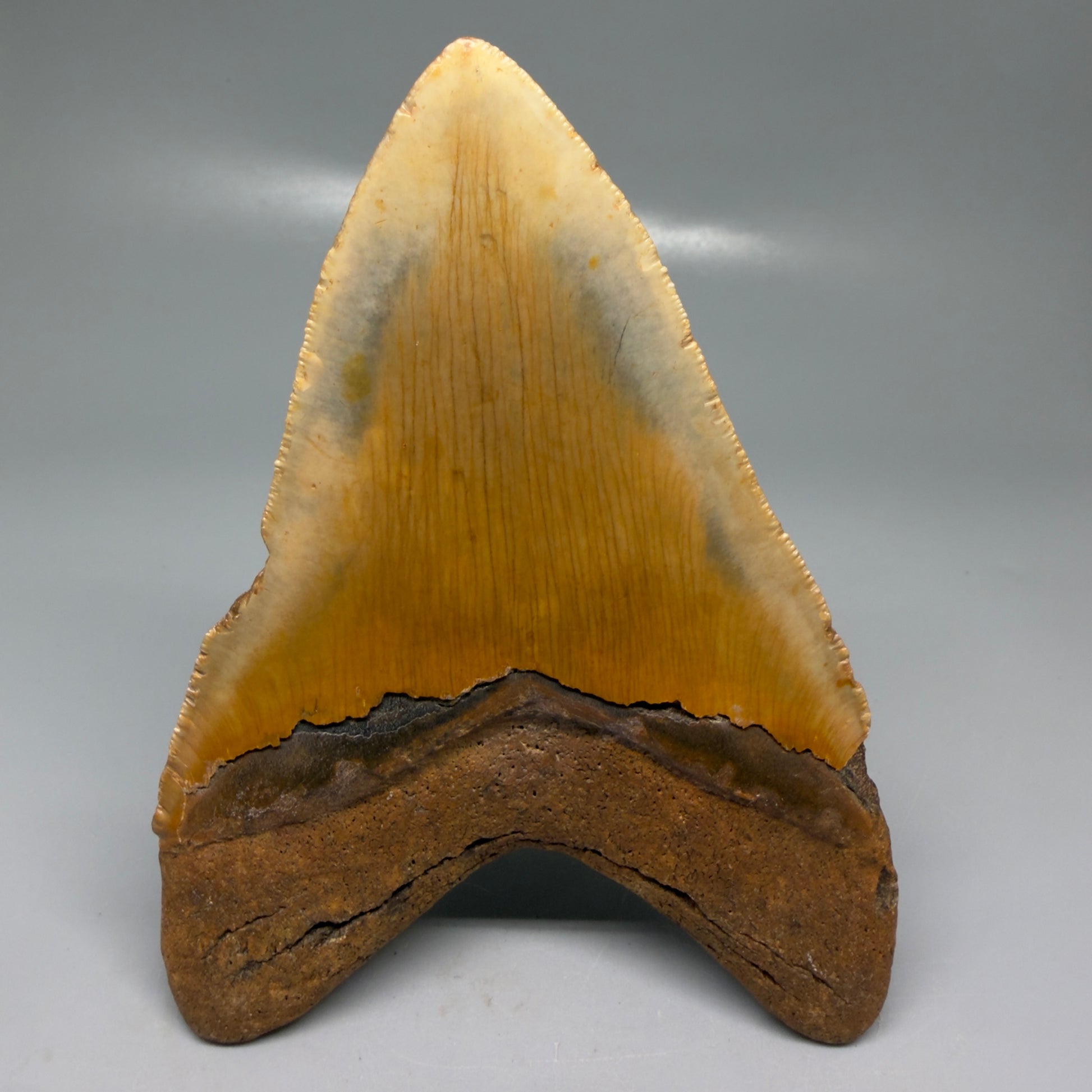 Back View Colorful, heart-shaped 5.50" Authentic Megalodon Tooth – North Carolina Fossil | Carcharocles megalodon CM6146