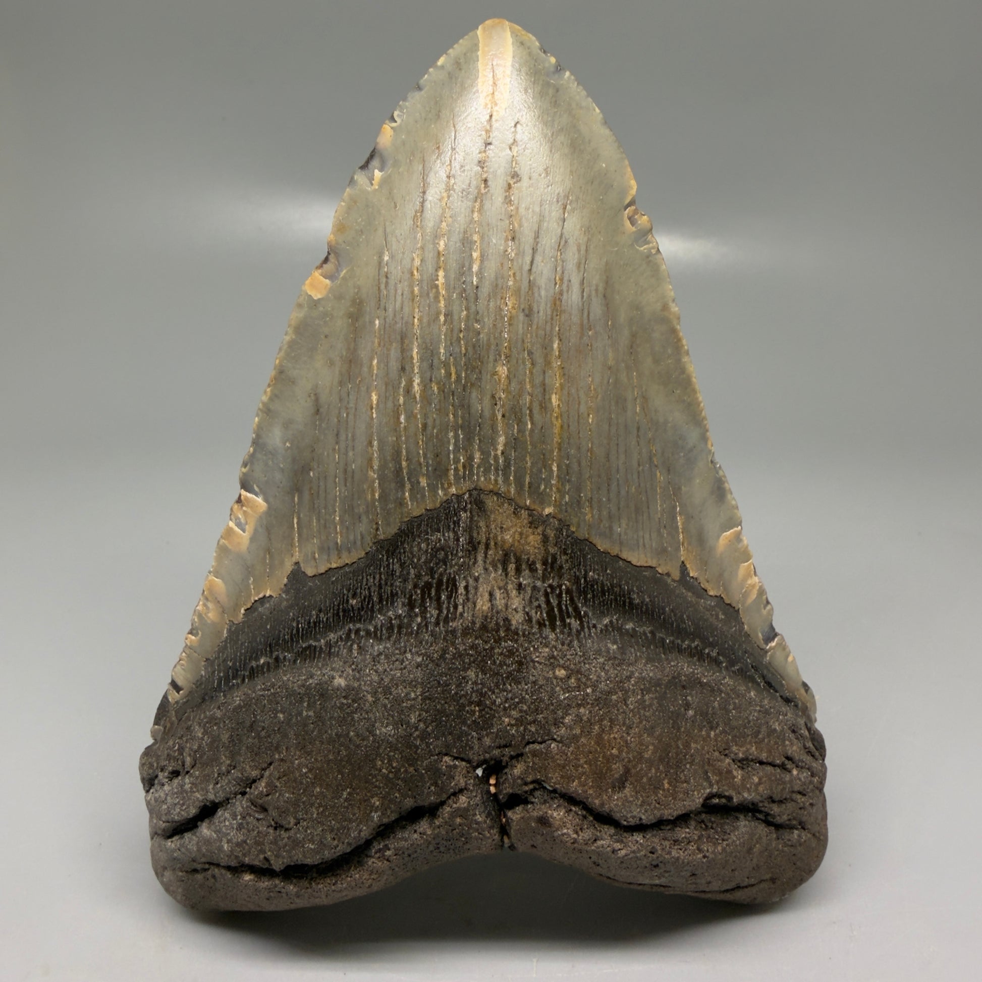 Front View Colorful 5.10" Authentic Megalodon Tooth – North Carolina Fossil | Carcharocles megalodon CM6138 - 1