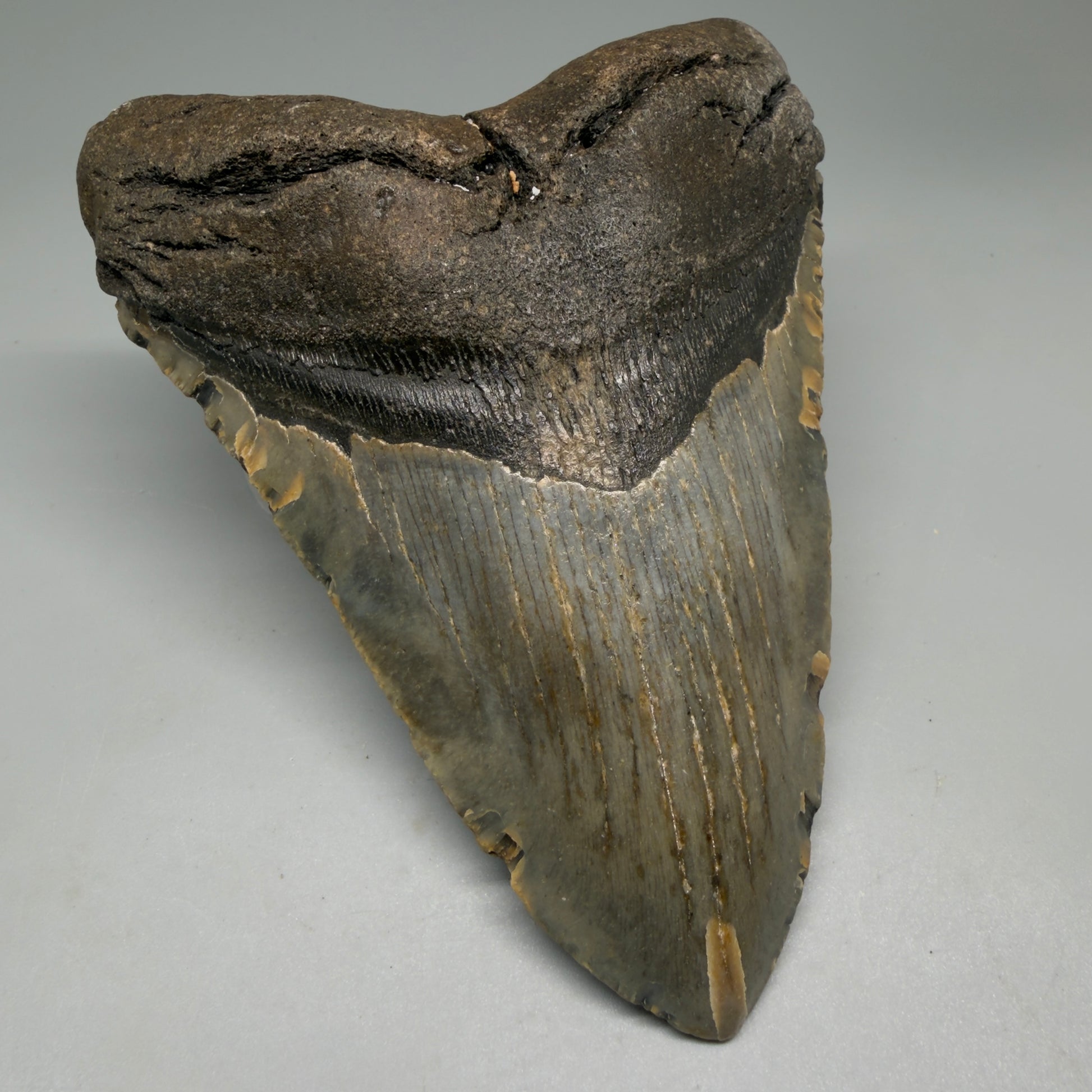 Front Left View Colorful 5.10" Authentic Megalodon Tooth – North Carolina Fossil | Carcharocles megalodon CM6138