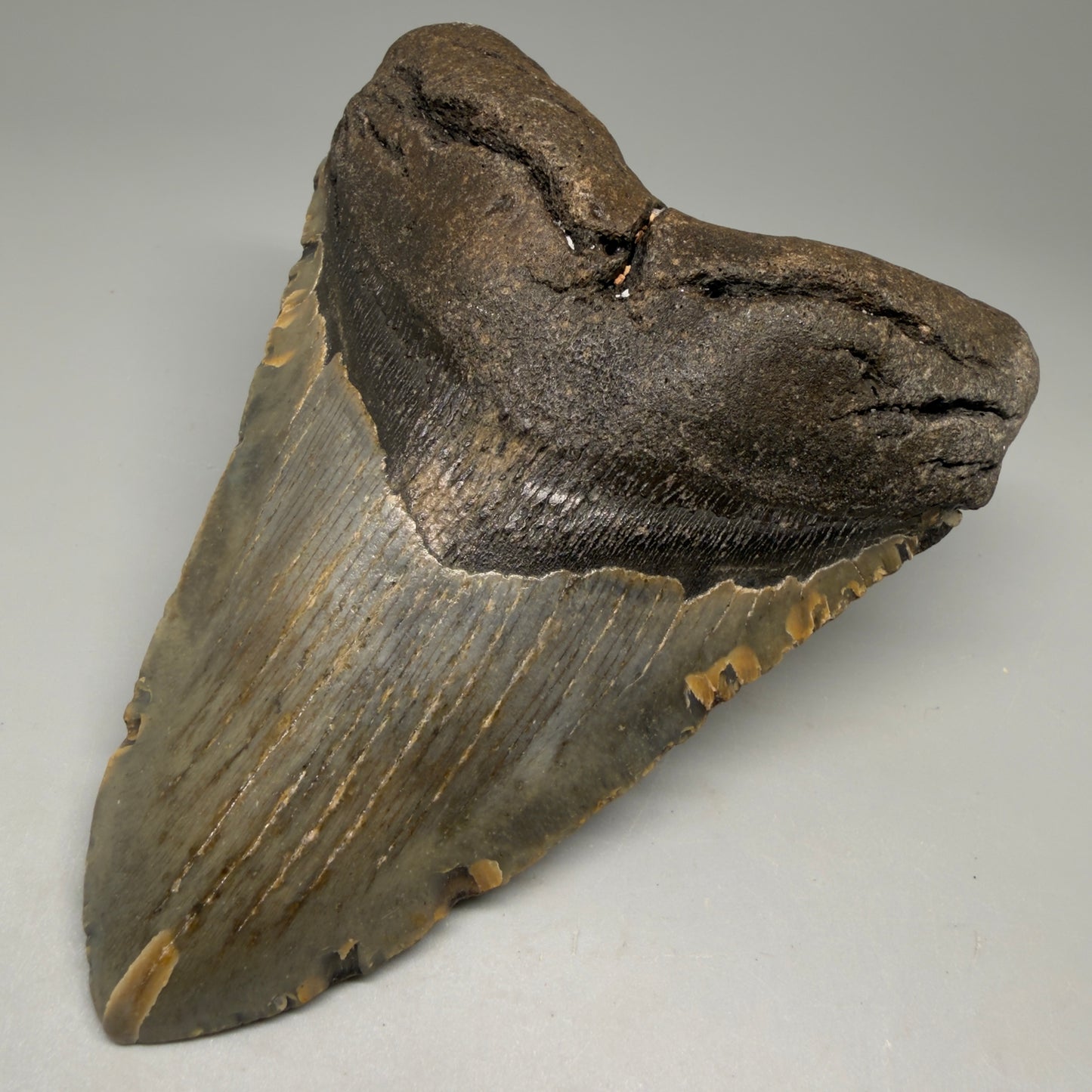 Front Right View Colorful 5.10" Authentic Megalodon Tooth – North Carolina Fossil | Carcharocles megalodon CM6138