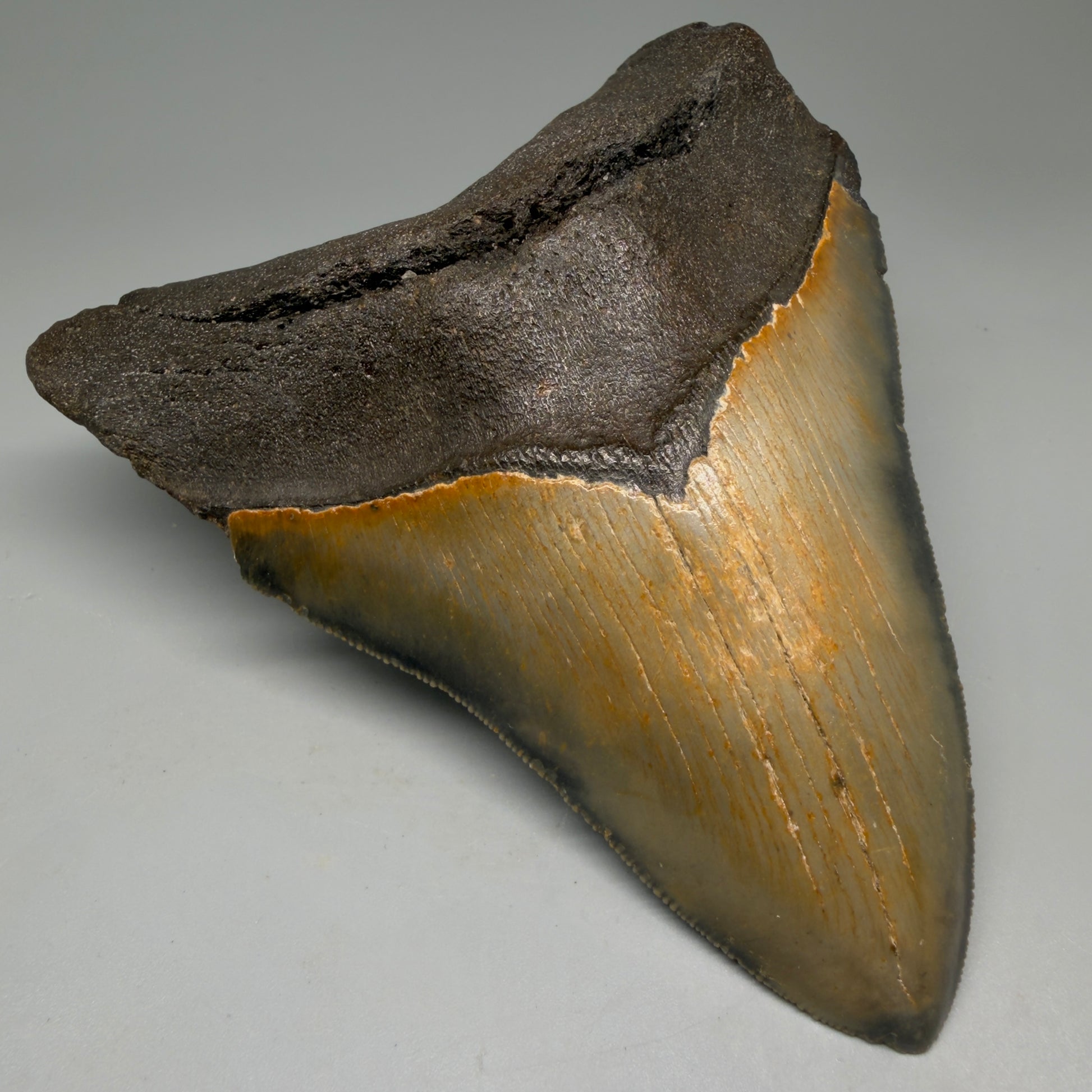 Front Left View Colorful 5.30" Authentic Megalodon Tooth – North Carolina Fossil | Carcharocles megalodon CM6139