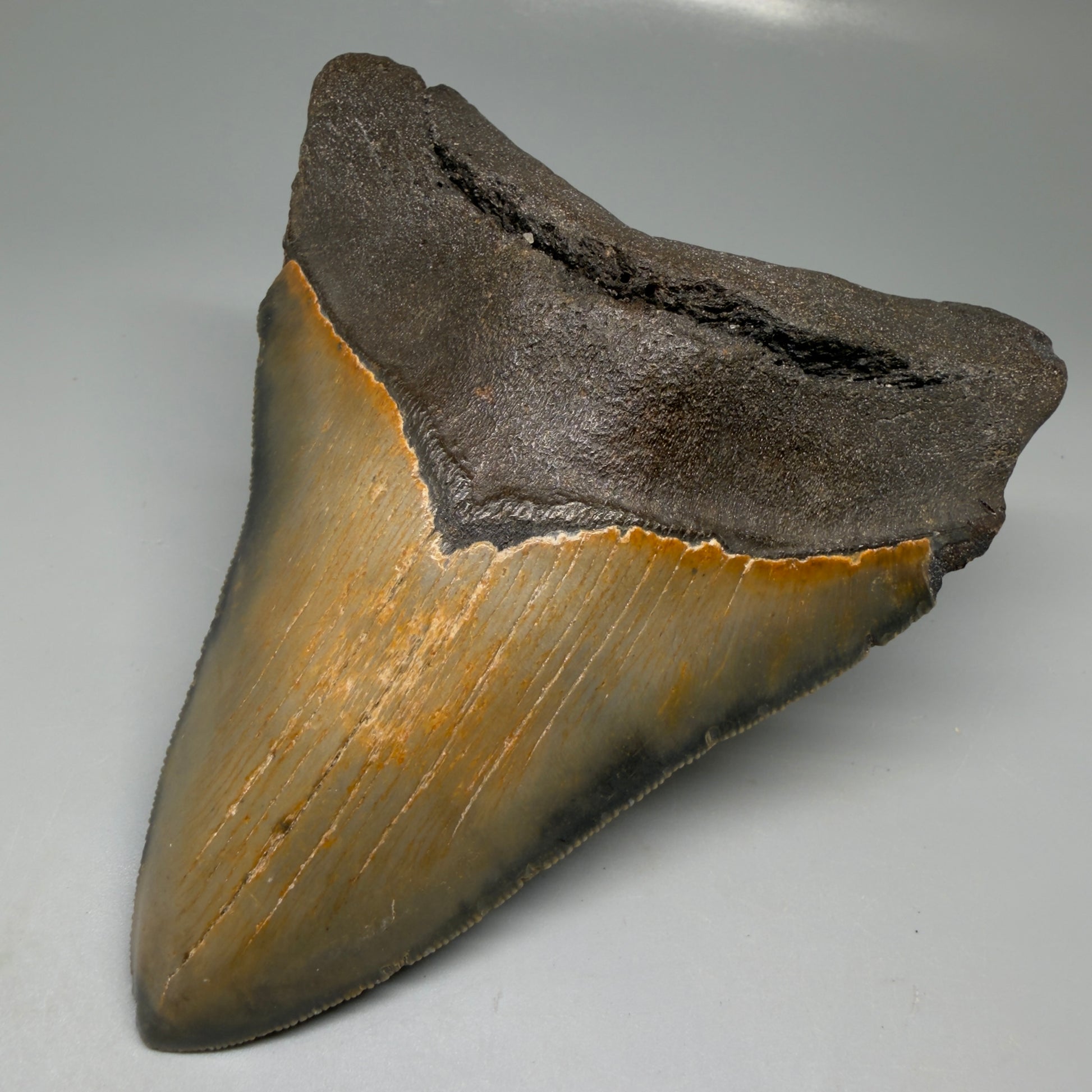 Front Right View Colorful 5.30" Authentic Megalodon Tooth – North Carolina Fossil | Carcharocles megalodon CM6139