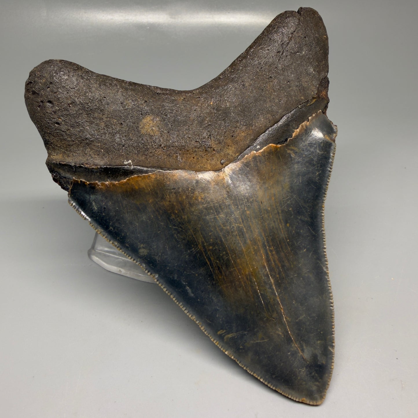 Back Left View Colorful 5.30" Authentic Megalodon Tooth – North Carolina Fossil | Carcharocles megalodon CM6139