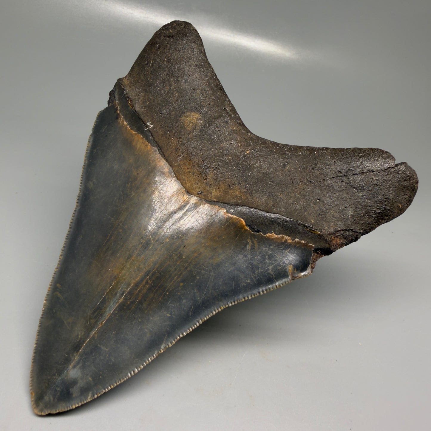 Back Right View Colorful 5.30" Authentic Megalodon Tooth – North Carolina Fossil | Carcharocles megalodon CM6139