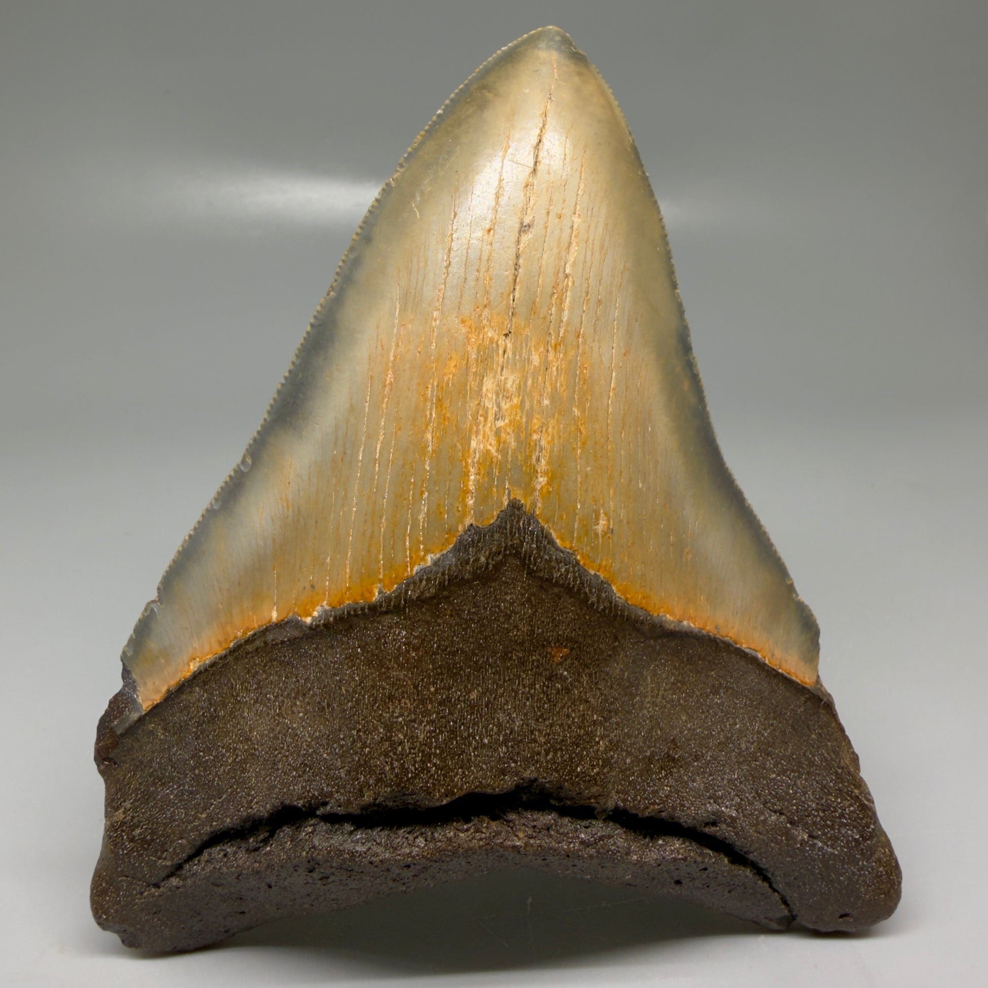Front View Colorful 5.30" Authentic Megalodon Tooth – North Carolina Fossil | Carcharocles megalodon CM6139 - 1