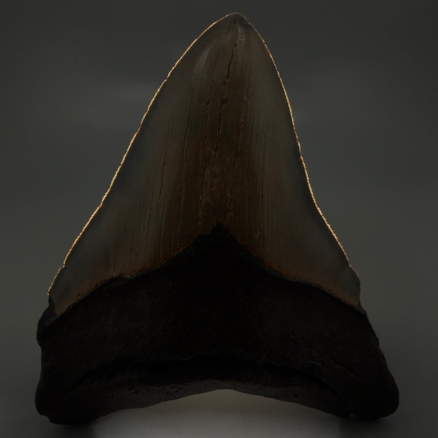Front View Colorful 5.30" Authentic Megalodon Tooth – North Carolina Fossil | Carcharocles megalodon CM6139 - 2