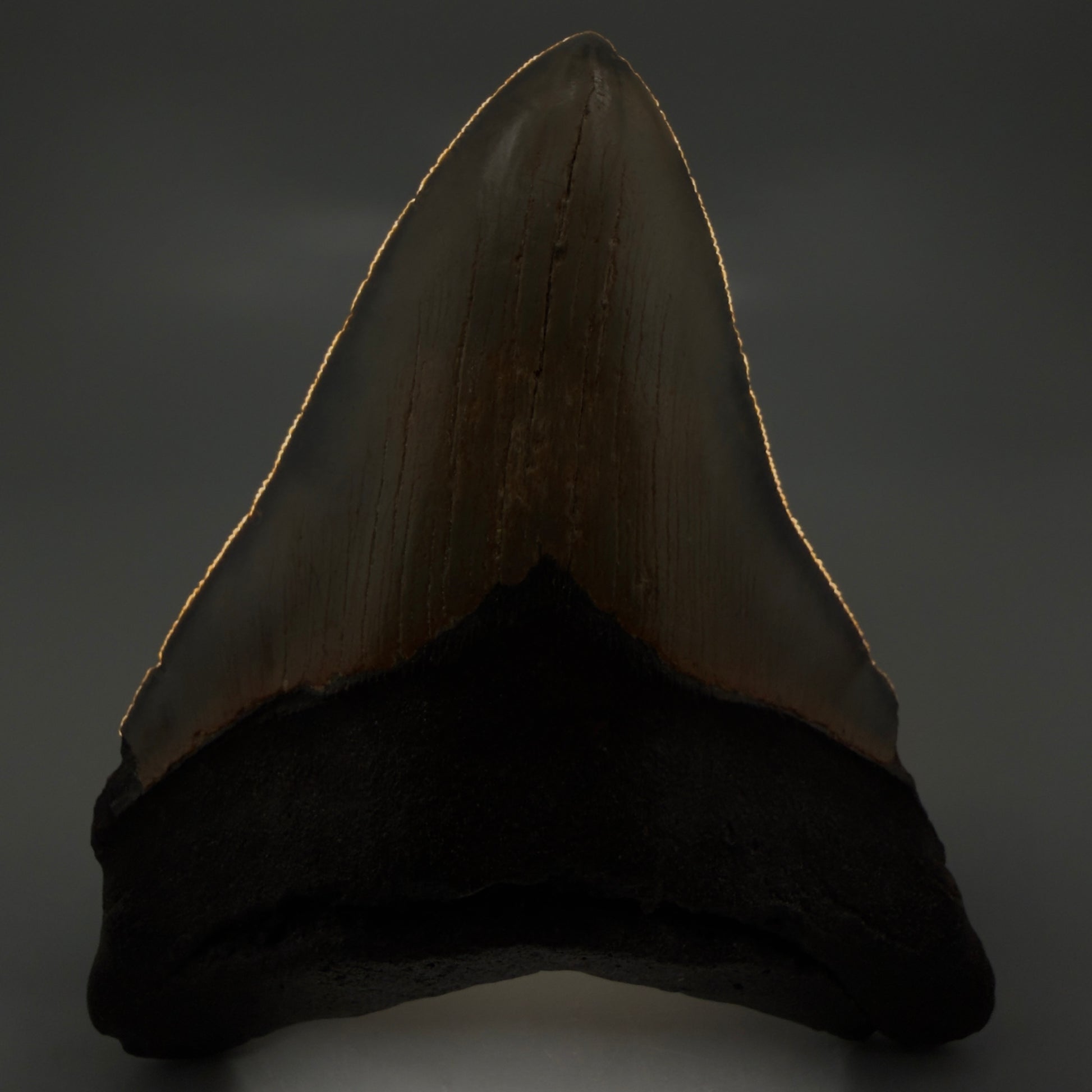 Front View Colorful 5.30" Authentic Megalodon Tooth – North Carolina Fossil | Carcharocles megalodon CM6139 - 2