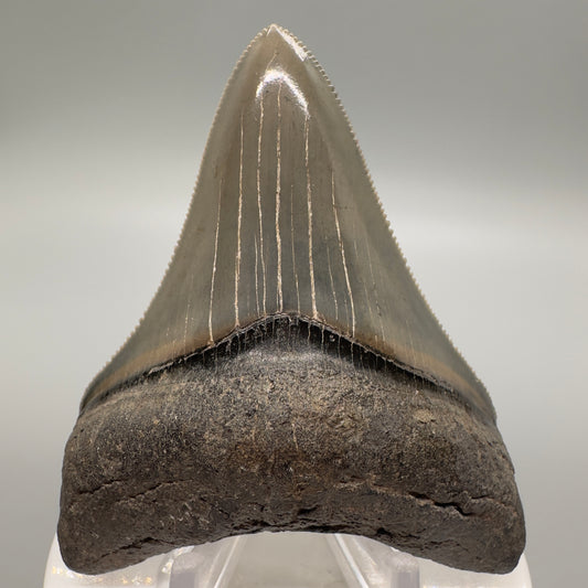 Killer 3.13" Fossil Megalodon Tooth: Scuba Diving Discovery from Georgia CM4607 - Front