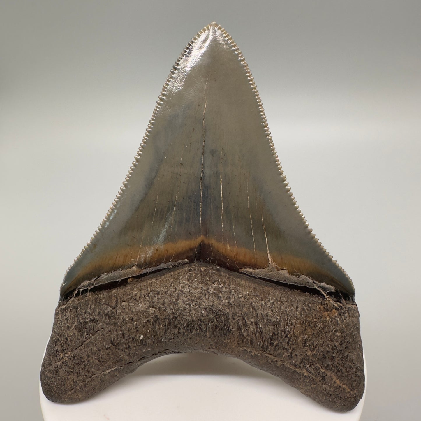 Killer 3.13" Fossil Megalodon Tooth: Scuba Diving Discovery from Georgia CM4607 - Back