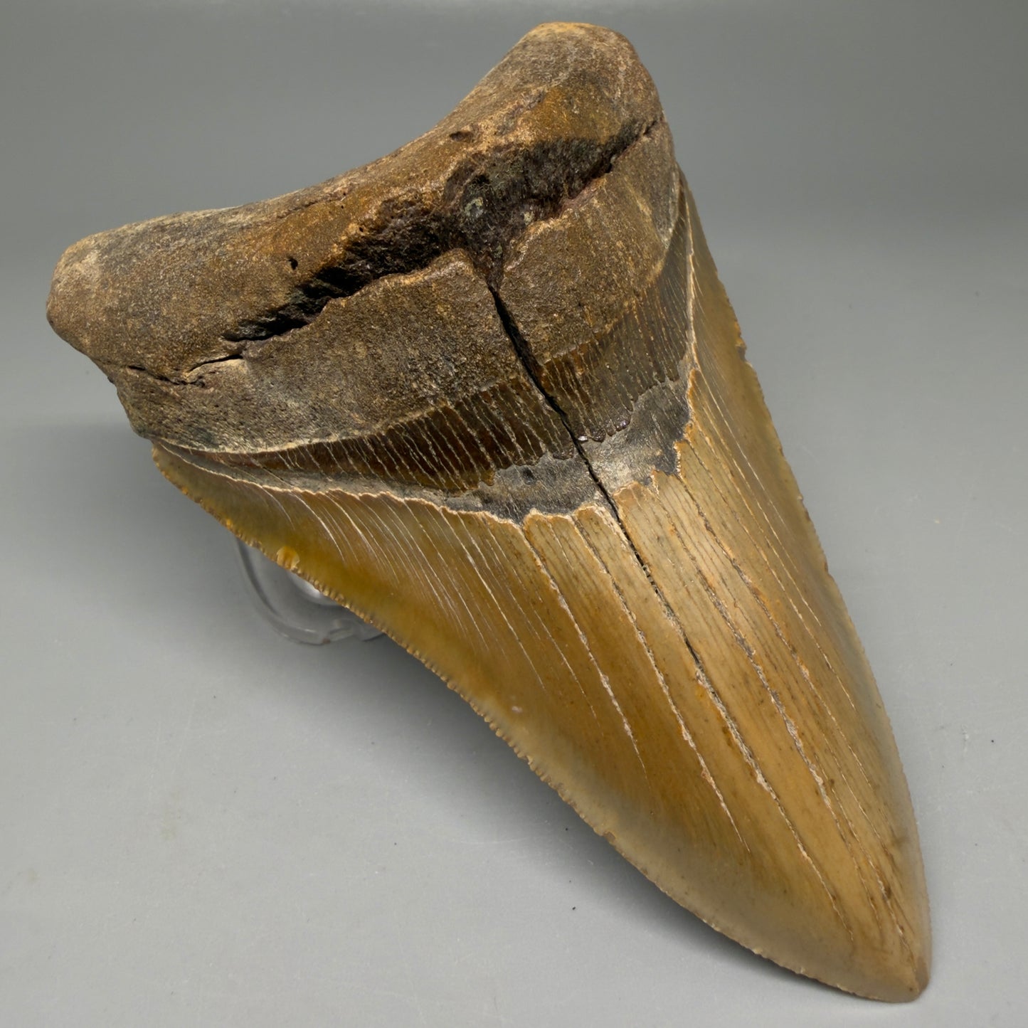 Front Left View Colorful, serrated, lower 5.17" Authentic Megalodon Tooth – North Carolina Fossil | Carcharocles megalodon CM6136