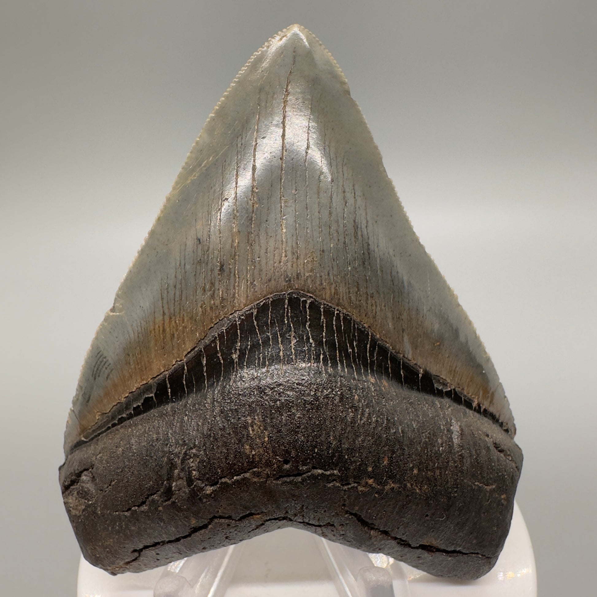 Heart shaped, serrated 3.21" Fossil Megalodon Tooth: Scuba Diving Discovery from Georgia CM4608 - Front