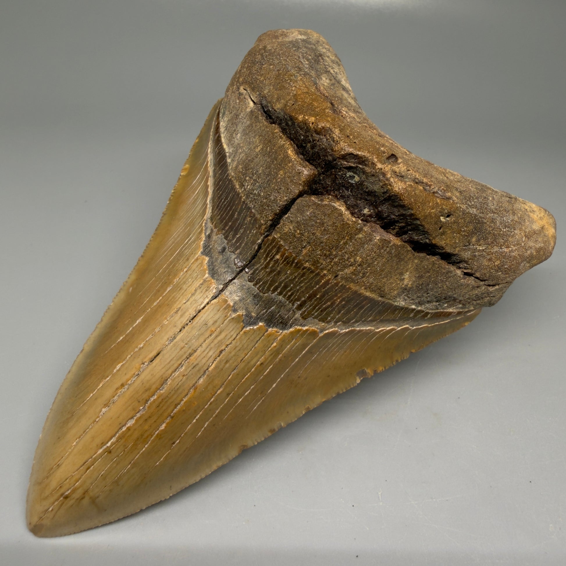 Front Right View Colorful, serrated, lower 5.17" Authentic Megalodon Tooth – North Carolina Fossil | Carcharocles megalodon CM6136
