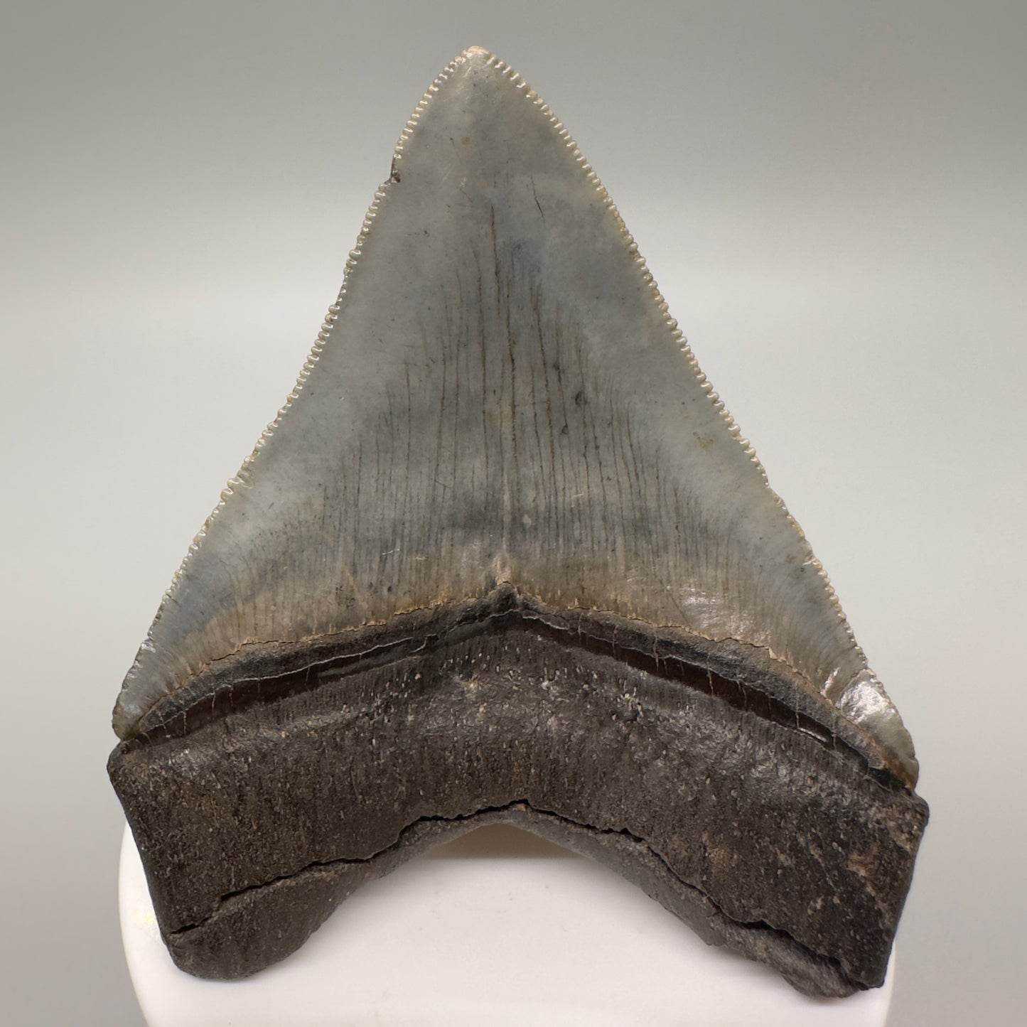 Heart shaped, serrated 3.21" Fossil Megalodon Tooth: Scuba Diving Discovery from Georgia CM4608 - Back