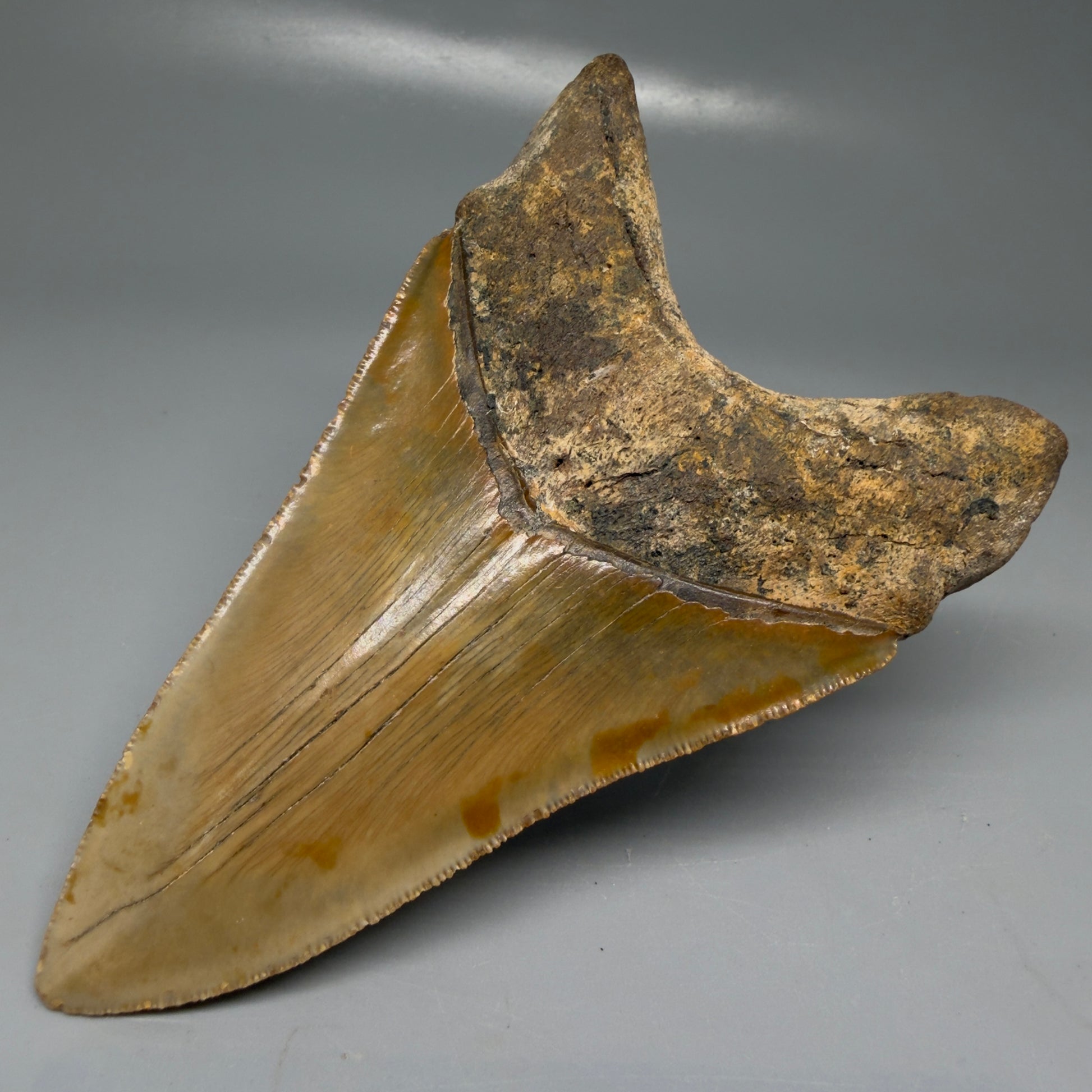 Back Right View Colorful, serrated, lower 5.17" Authentic Megalodon Tooth – North Carolina Fossil | Carcharocles megalodon CM6136