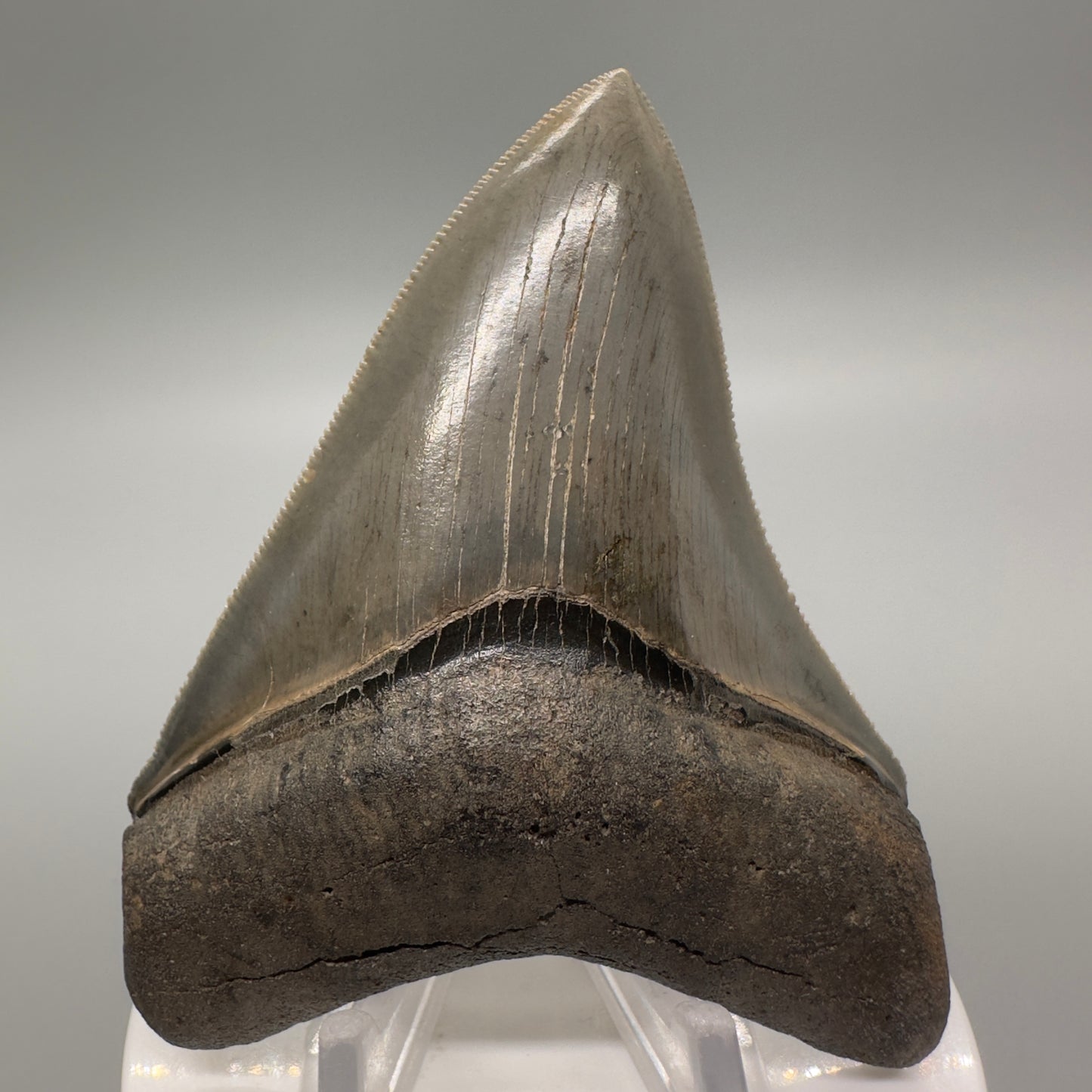 Sharply serrated 3.41" Fossil Megalodon Tooth: Scuba Diving Discovery from Georgia CM4609 - Front