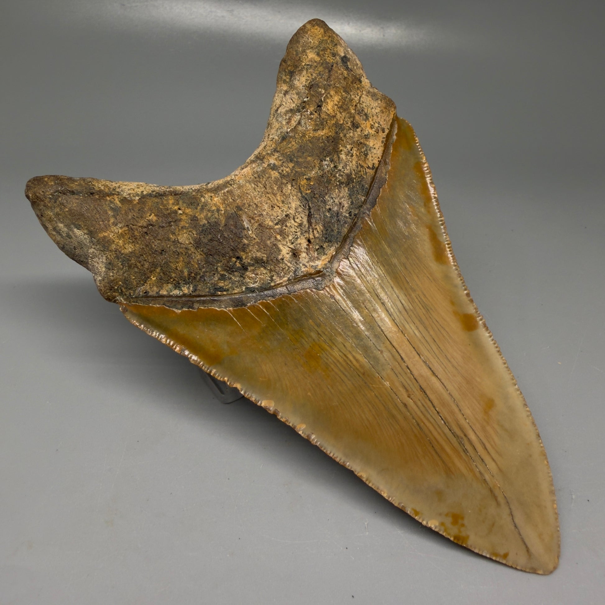 Back Left View Colorful, serrated, lower 5.17" Authentic Megalodon Tooth – North Carolina Fossil | Carcharocles megalodon CM6136