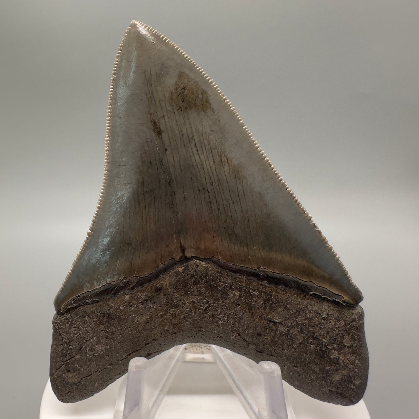 Sharply serrated 3.41" Fossil Megalodon Tooth: Scuba Diving Discovery from Georgia CM4609 - Back