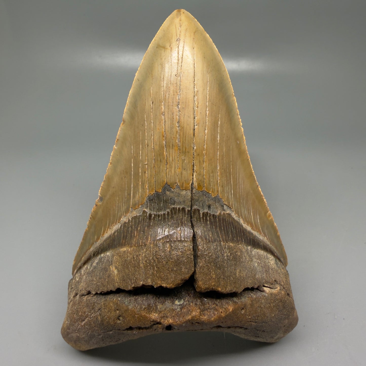 Front View Colorful, serrated, lower 5.17" Authentic Megalodon Tooth – North Carolina Fossil | Carcharocles megalodon CM6136 - 2