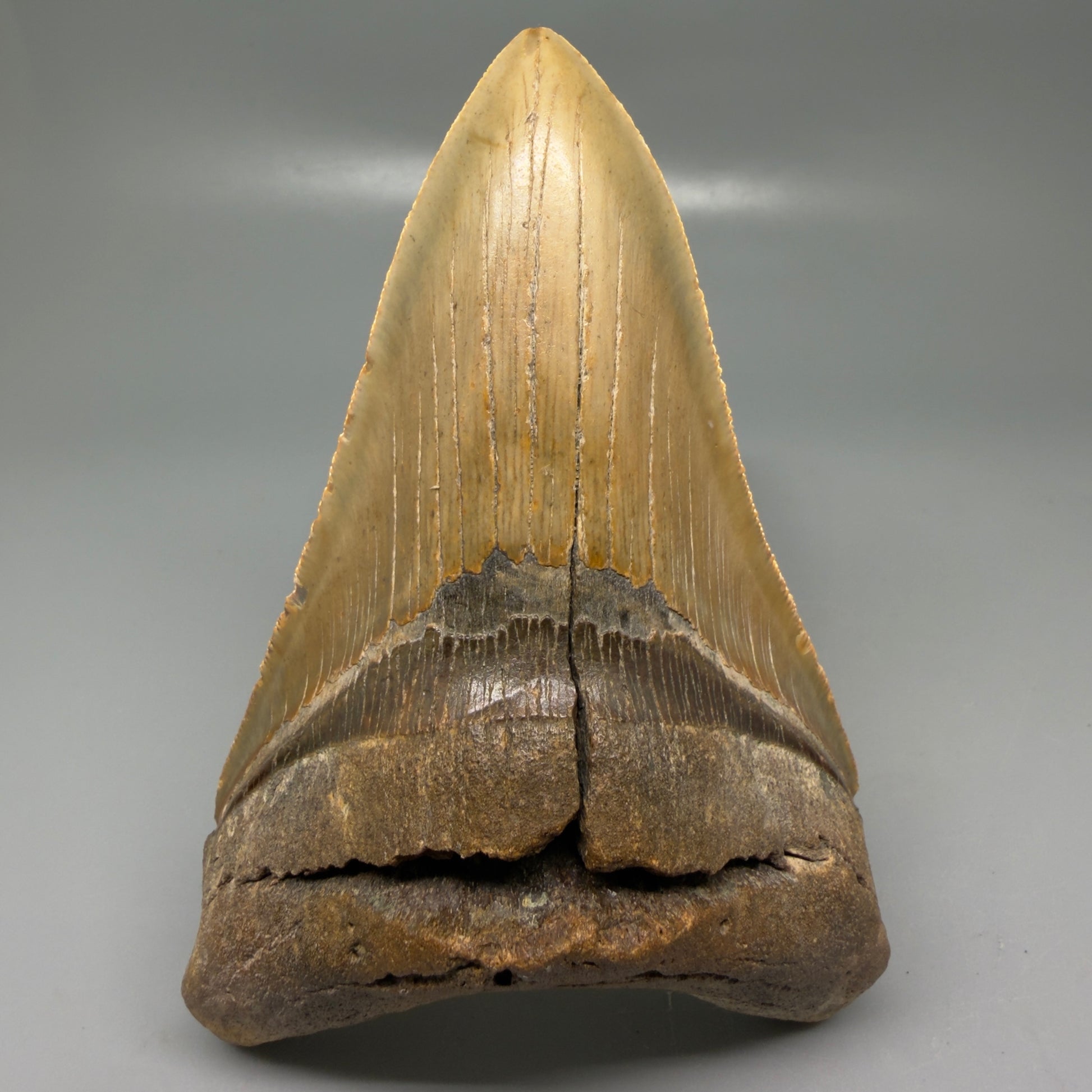 Front View Colorful, serrated, lower 5.17" Authentic Megalodon Tooth – North Carolina Fossil | Carcharocles megalodon CM6136 - 2