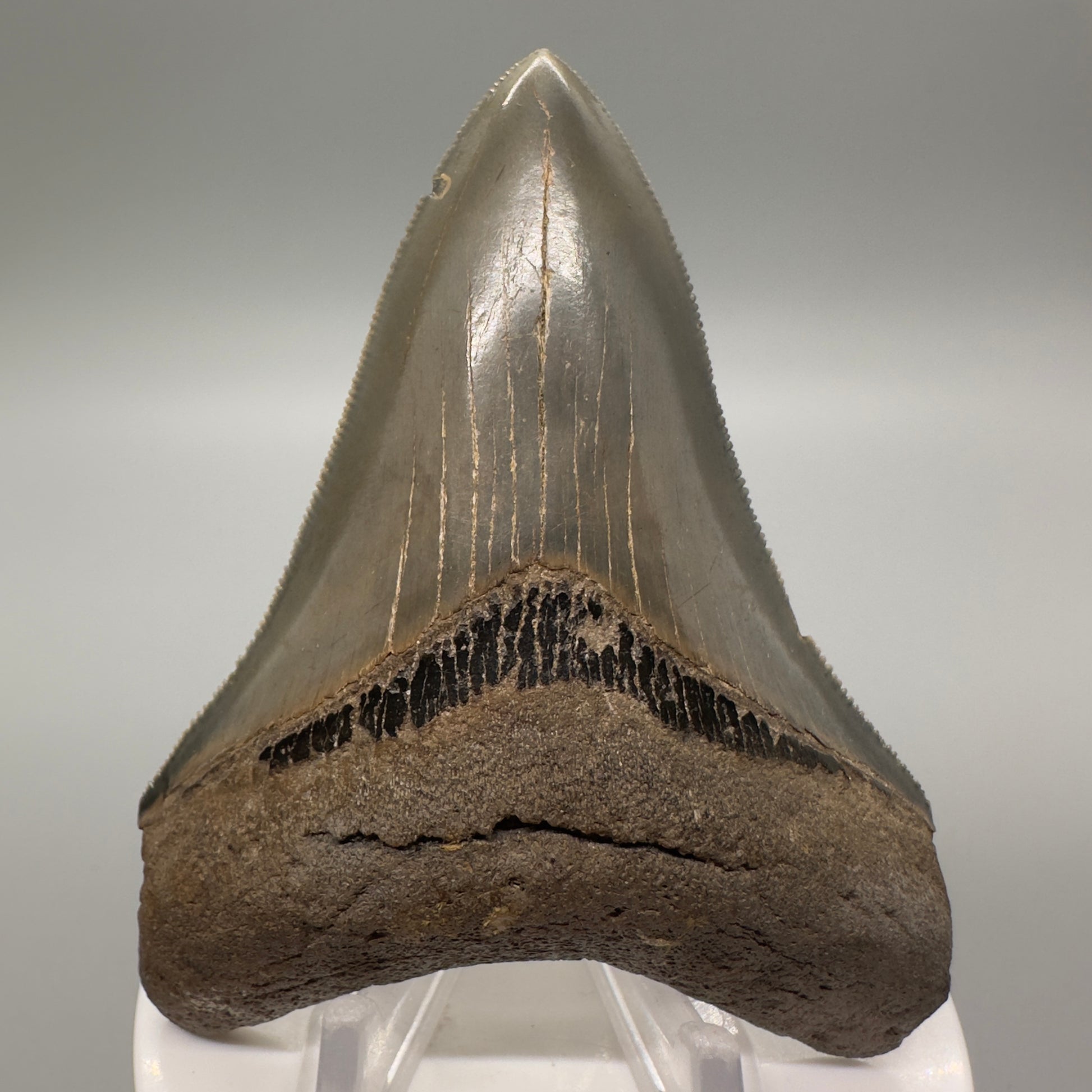 Sharply serrated 3.47" Fossil Megalodon Tooth: Scuba Diving Discovery from Georgia CM4610 - Front