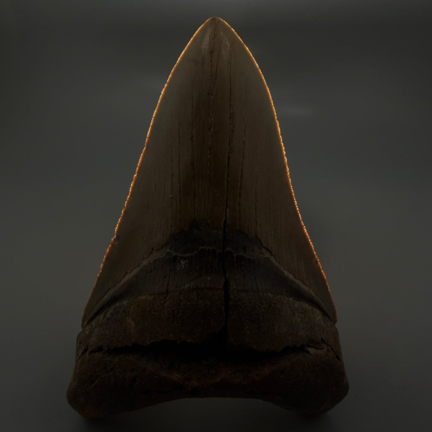 Front View Colorful, serrated, lower 5.17" Authentic Megalodon Tooth – North Carolina Fossil | Carcharocles megalodon CM6136 - 1