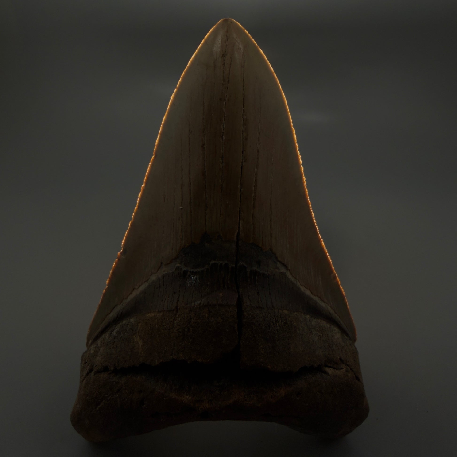 Front View Colorful, serrated, lower 5.17" Authentic Megalodon Tooth – North Carolina Fossil | Carcharocles megalodon CM6136 - 1