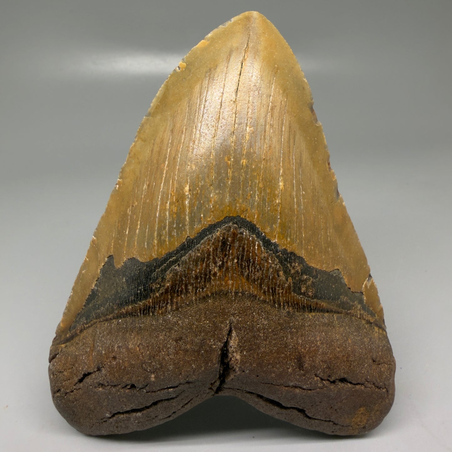 Front View Colorful, heart-shaped 5.34" Authentic Megalodon Tooth – North Carolina Fossil | Carcharocles megalodon CM6137 - 1