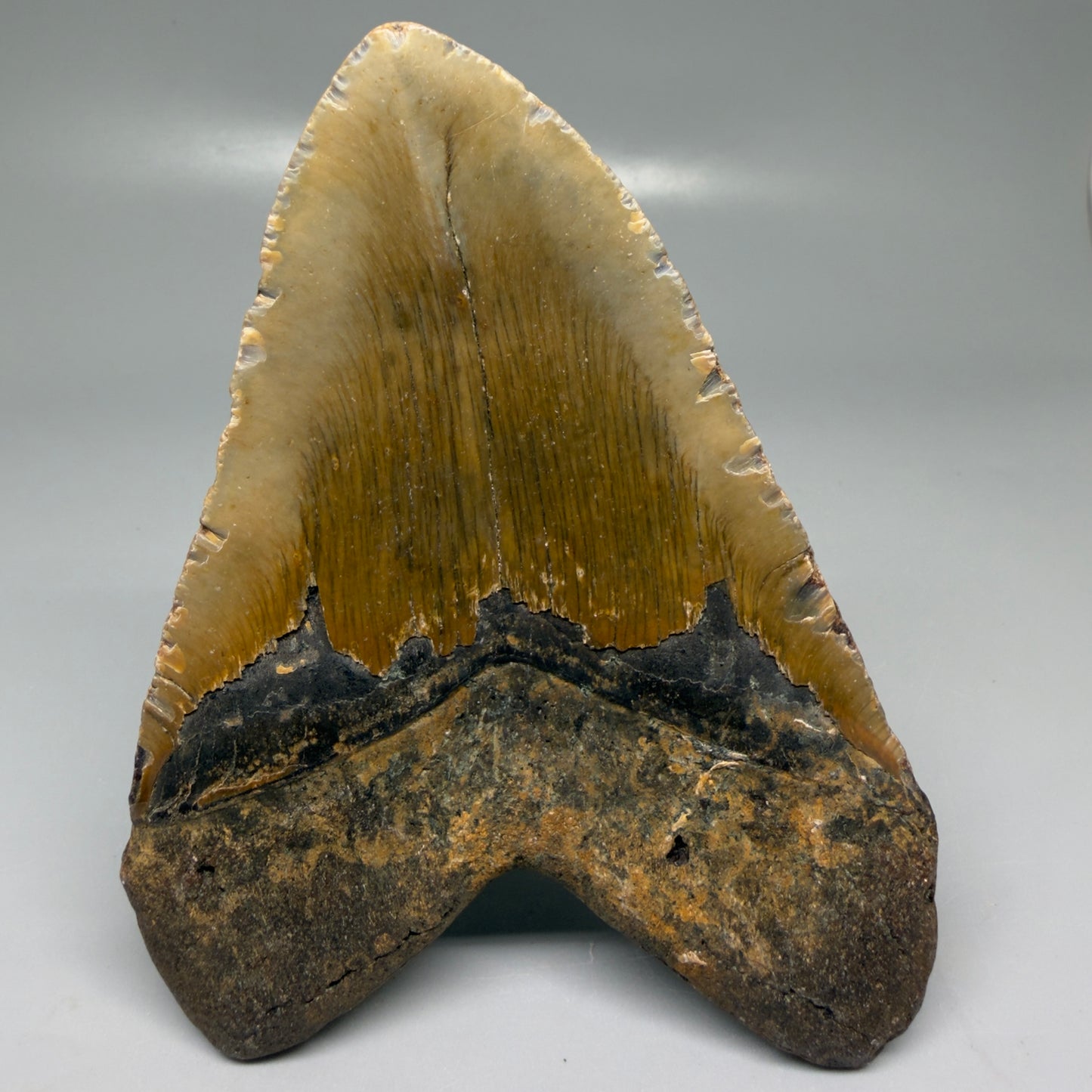 Back View Colorful, heart-shaped 5.34" Authentic Megalodon Tooth – North Carolina Fossil | Carcharocles megalodon CM6137