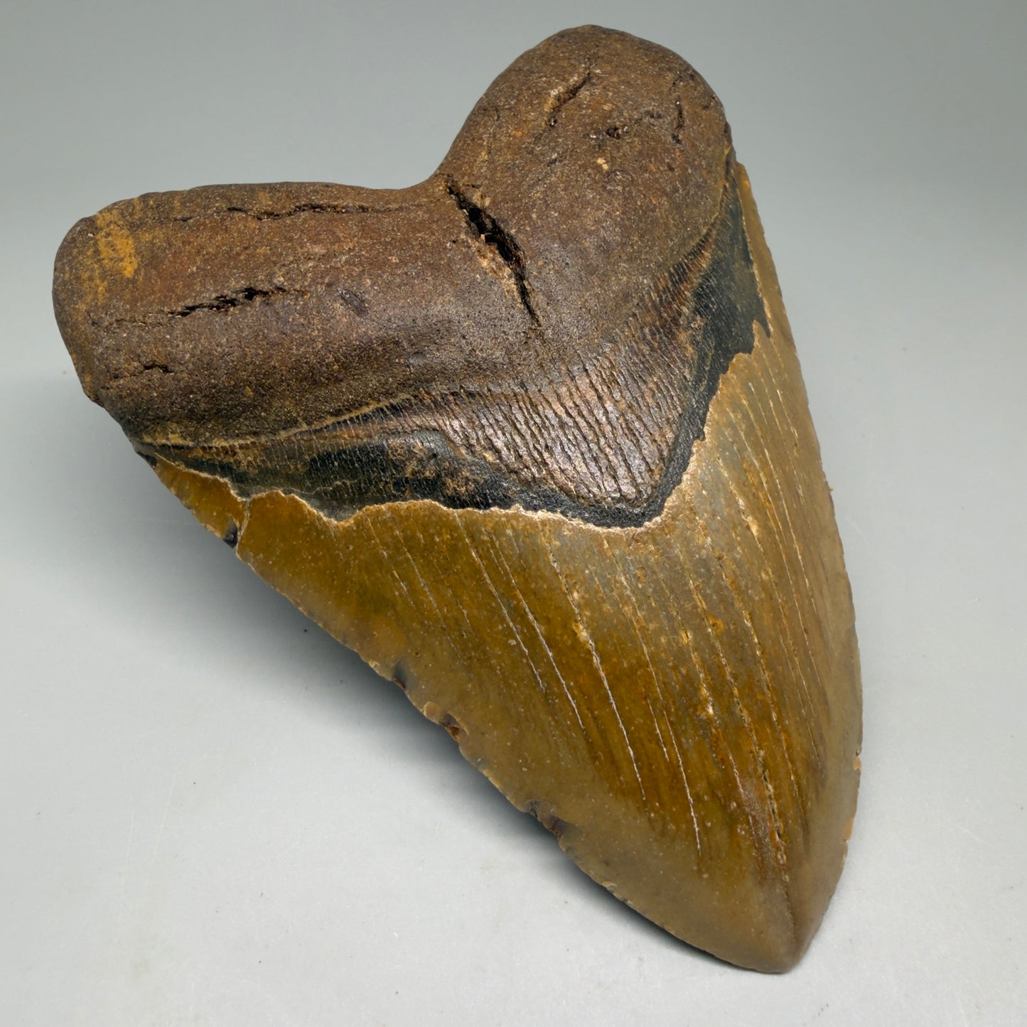 Front Left View Colorful, heart-shaped 5.34" Authentic Megalodon Tooth – North Carolina Fossil | Carcharocles megalodon CM6137