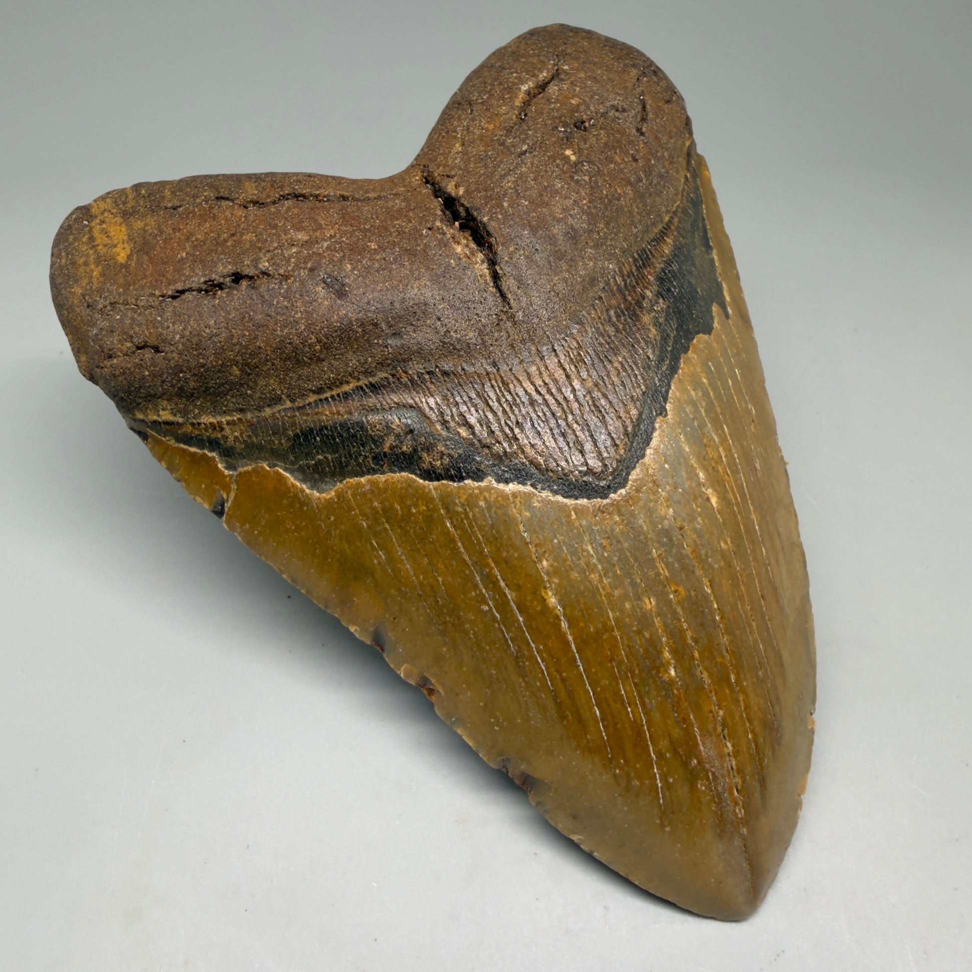 Front Left View Colorful, heart-shaped 5.34" Authentic Megalodon Tooth – North Carolina Fossil | Carcharocles megalodon CM6137