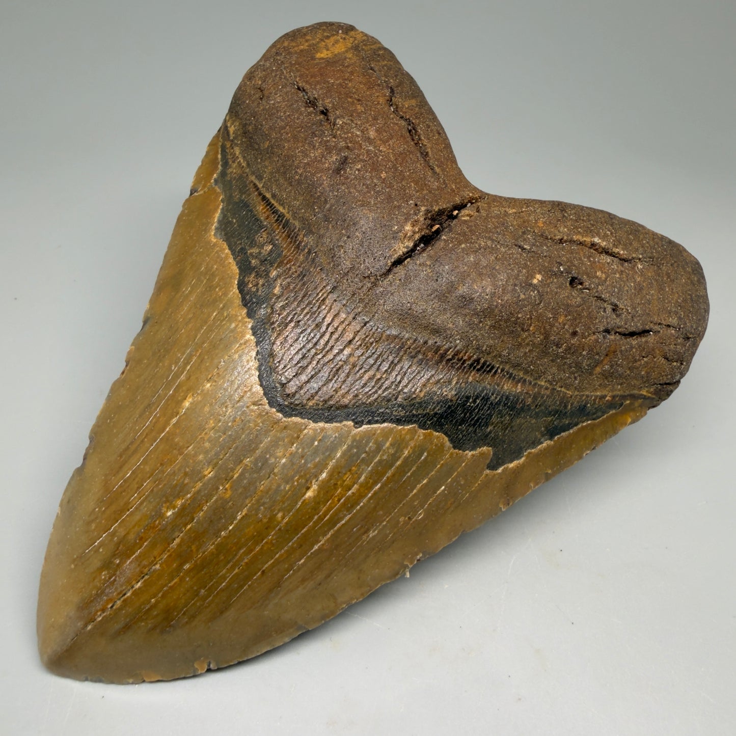 Front Right View Colorful, heart-shaped 5.34" Authentic Megalodon Tooth – North Carolina Fossil | Carcharocles megalodon CM6137