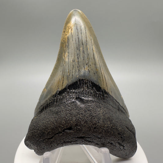 North Carolina Diving Discovery: Colorful 3.21" Fossil Megalodon Tooth CM4612 - Front